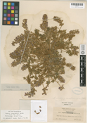 Lupinus onustus image