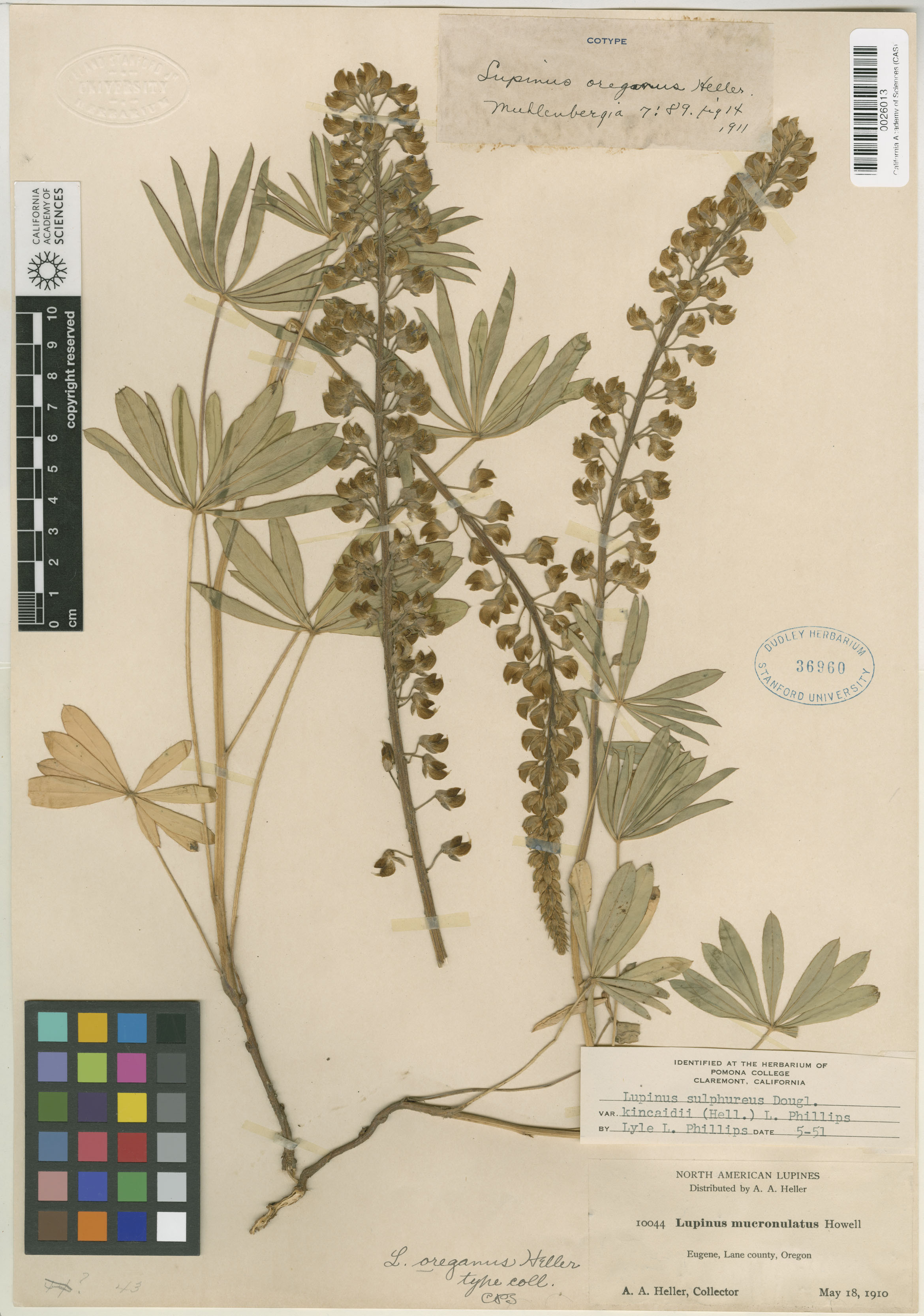 Lupinus oreganus image