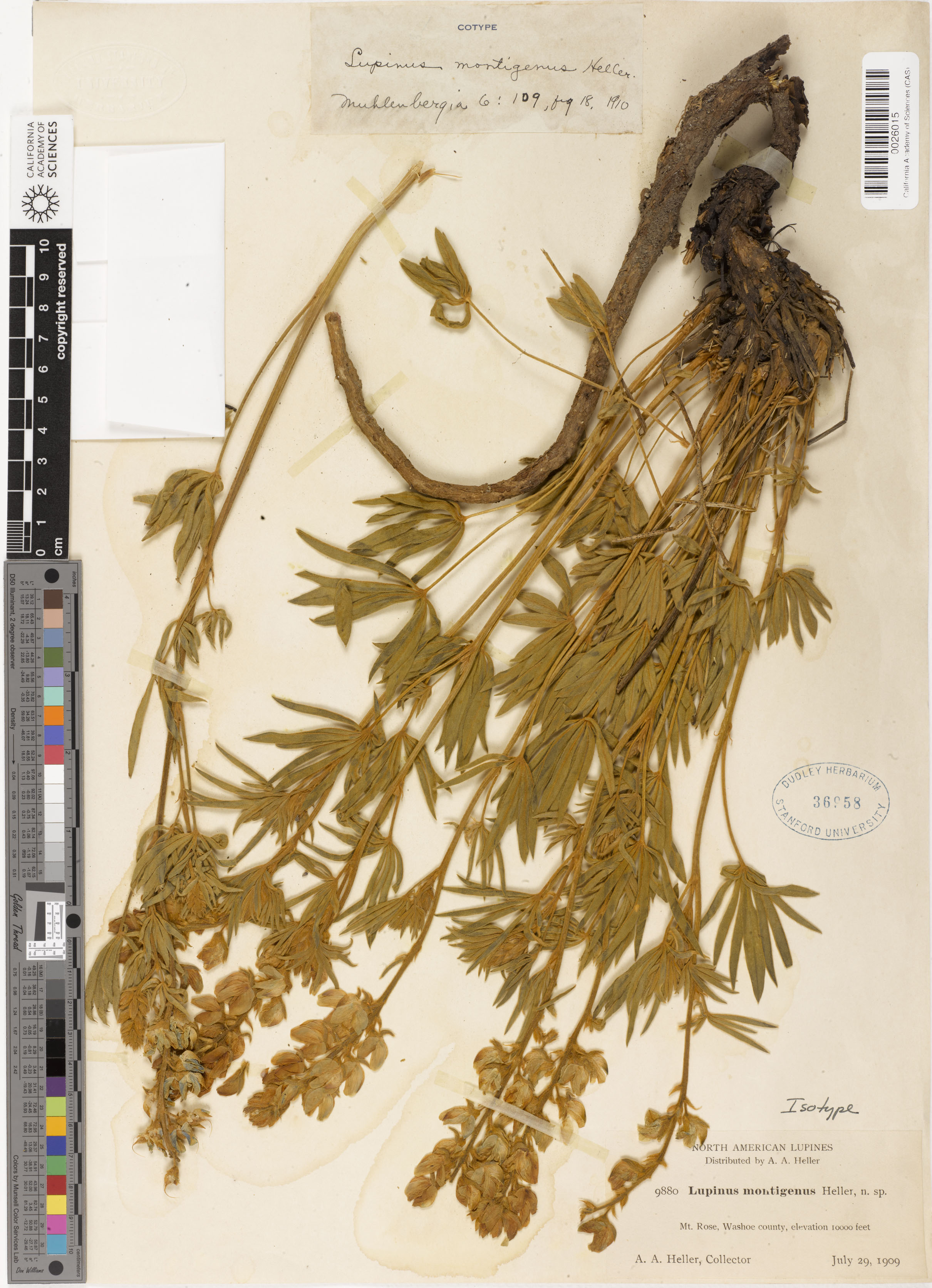 Lupinus montigenus image