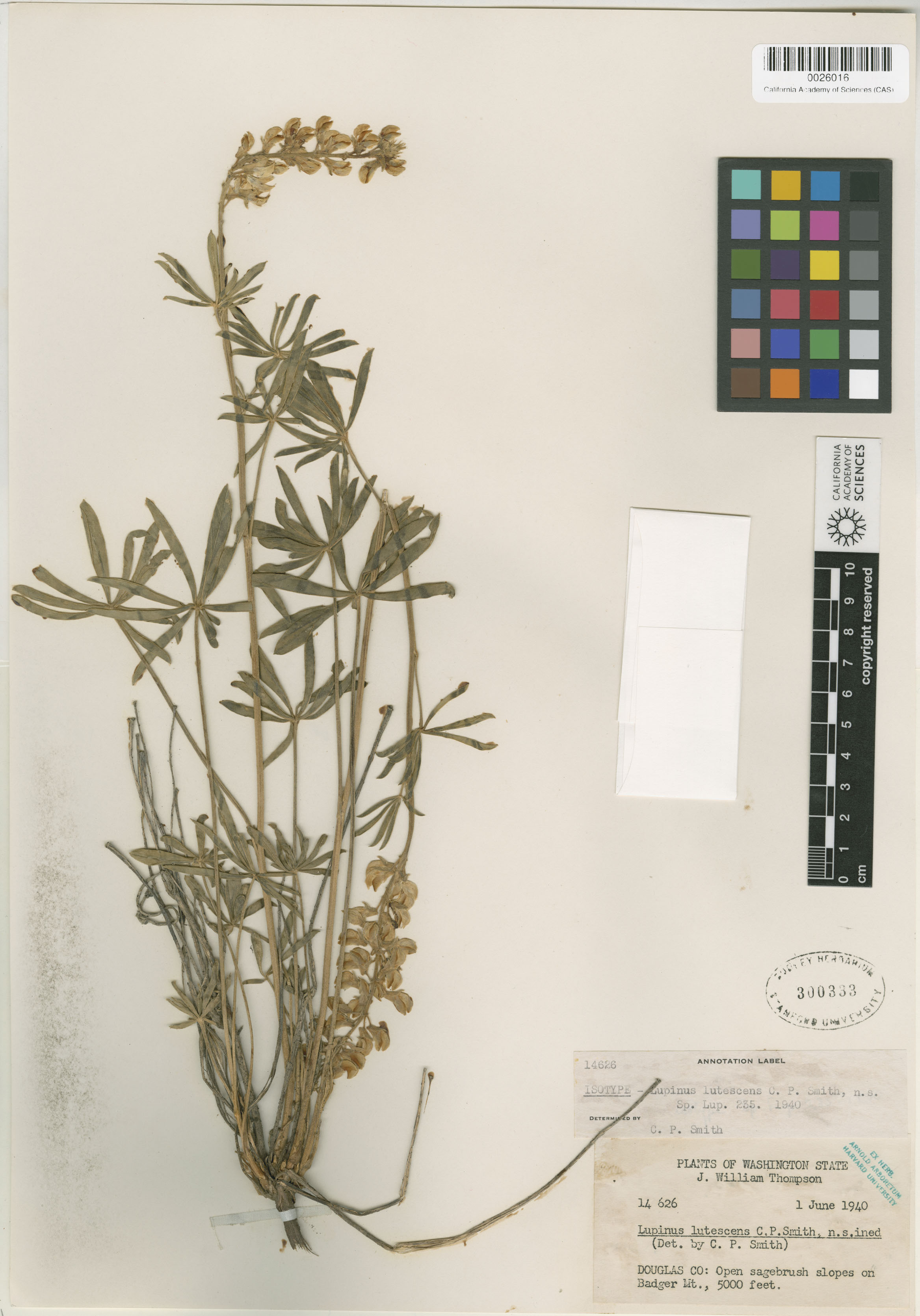 Lupinus lutescens image