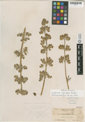 Lupinus rivularis image
