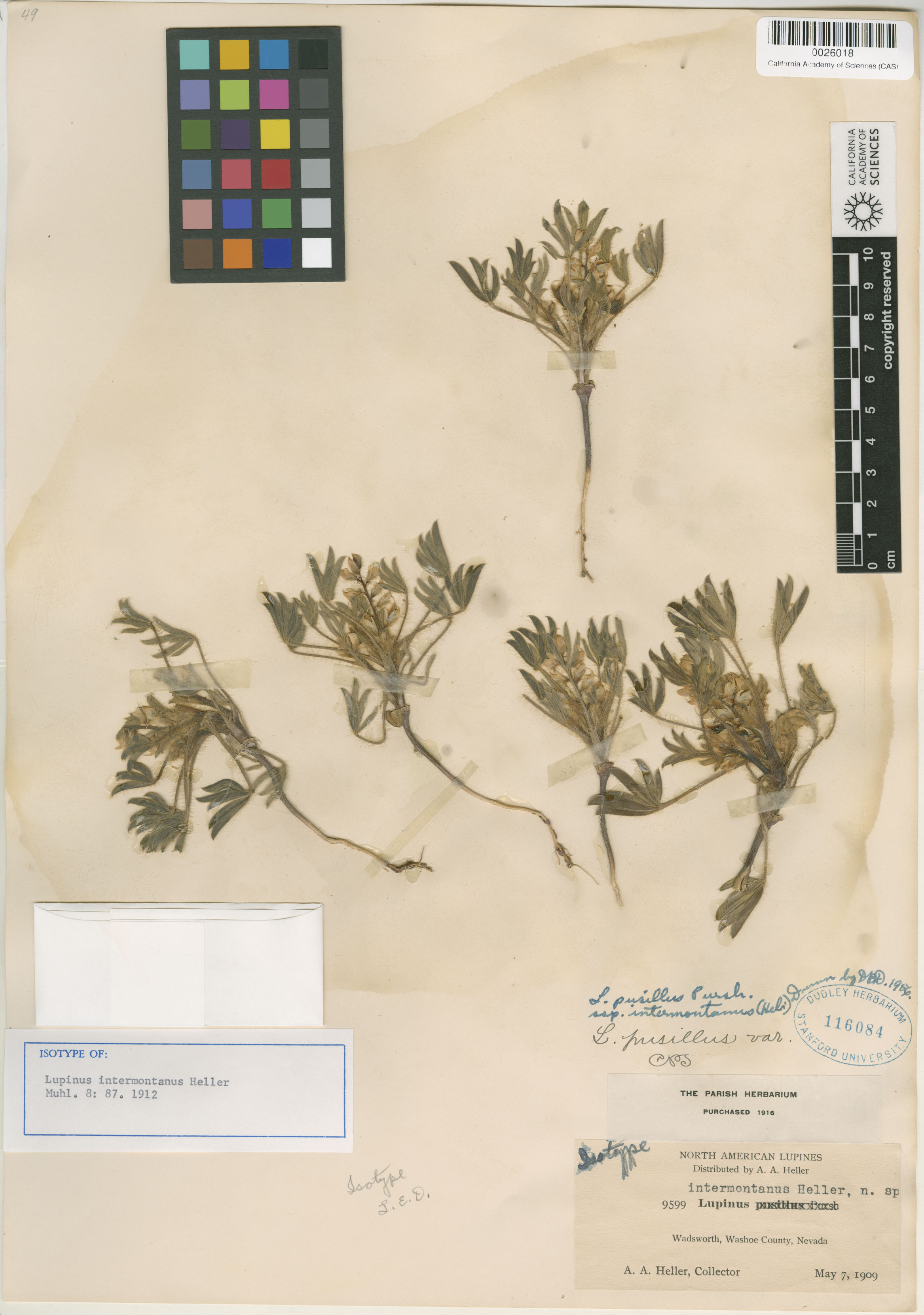 Lupinus intermontanus image