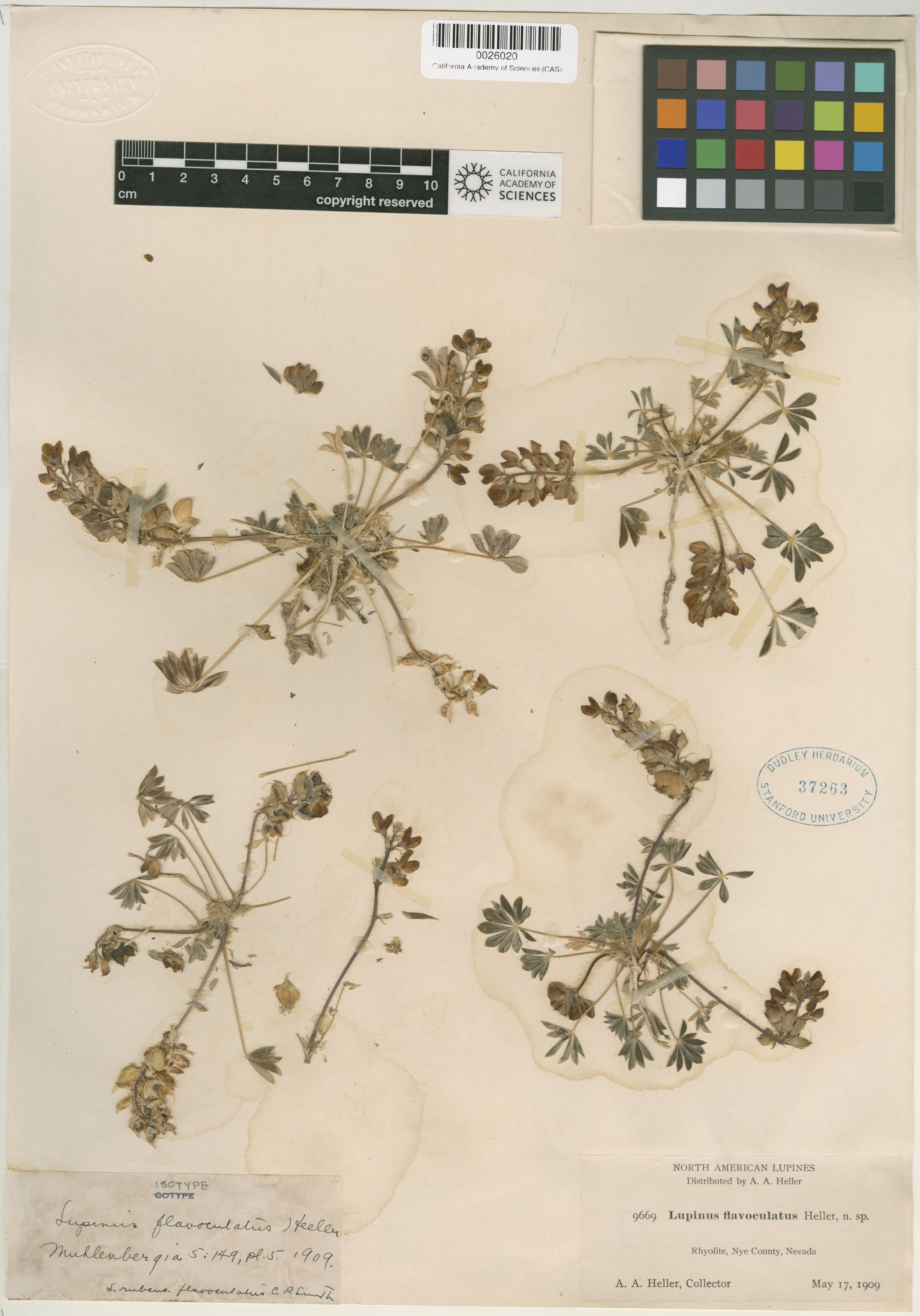 Lupinus flavoculatus image