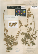 Lupinus fissicalyx image