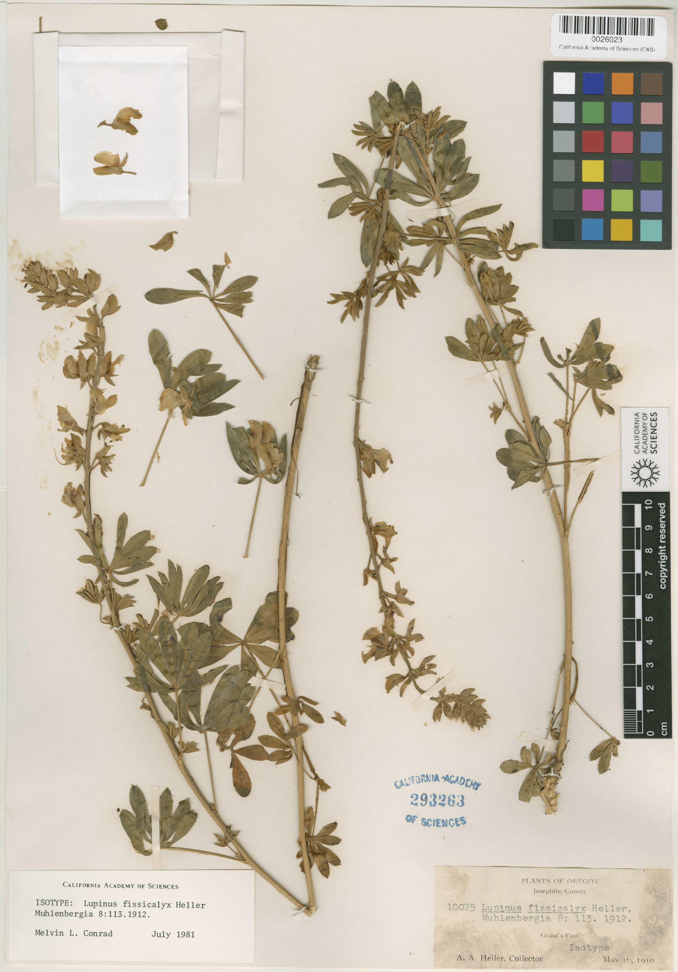 Lupinus fissicalyx image