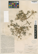 Lupinus pallidus image