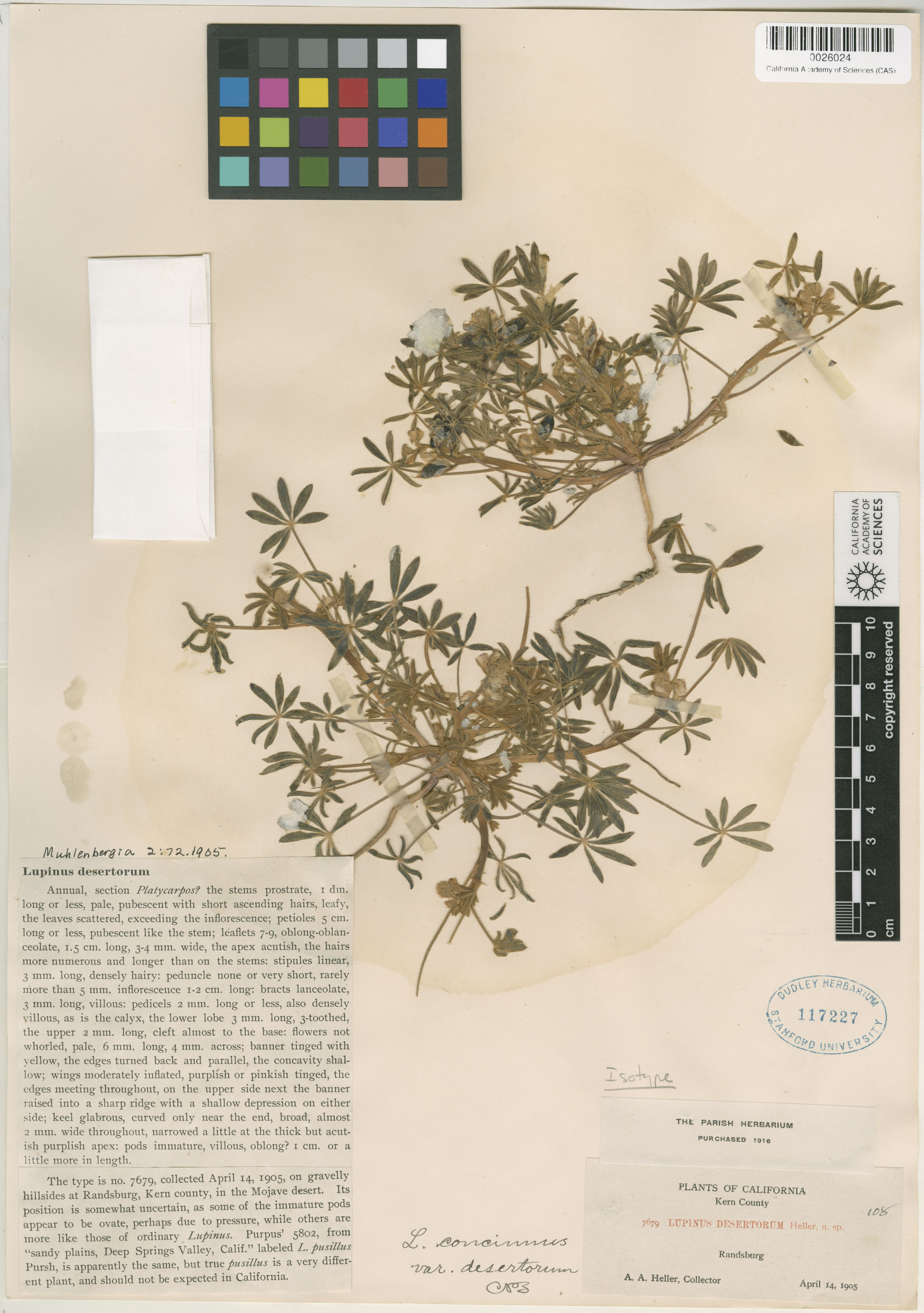 Lupinus pallidus image