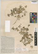 Lupinus pallidus image