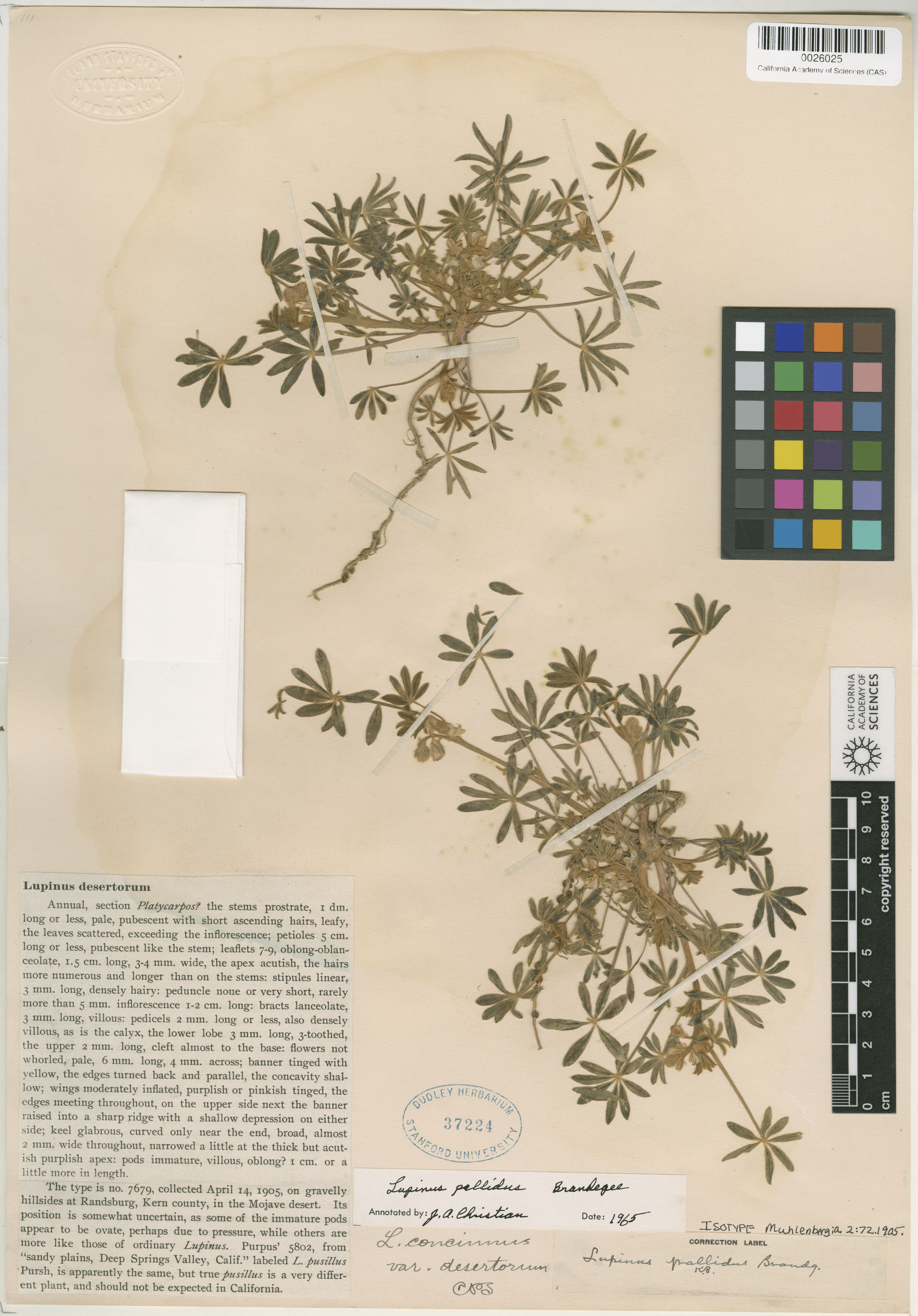 Lupinus pallidus image