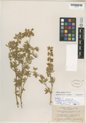 Lupinus dalesiae image