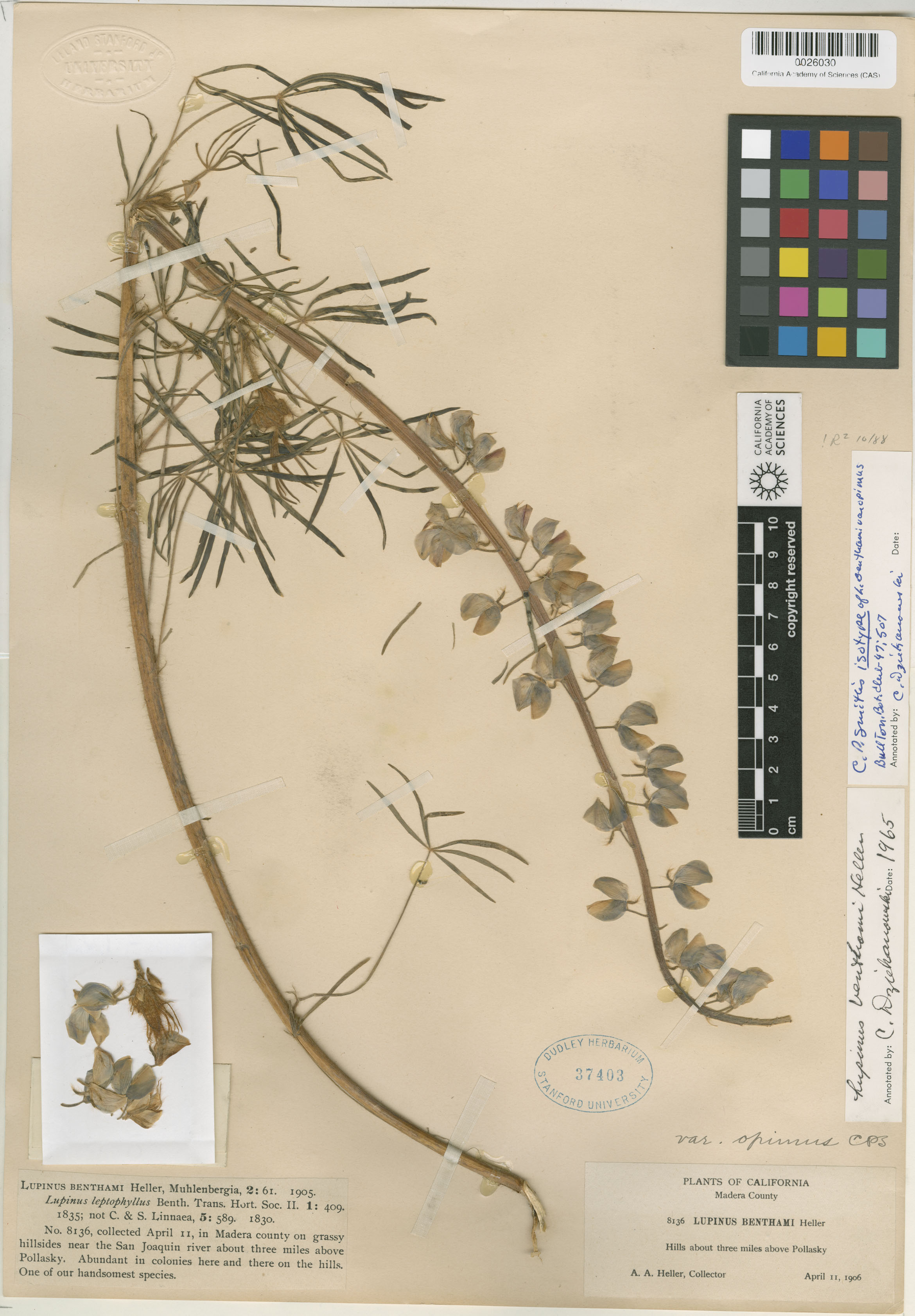 Lupinus benthamii var. opimus image