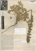 Lupinus austromontanus image