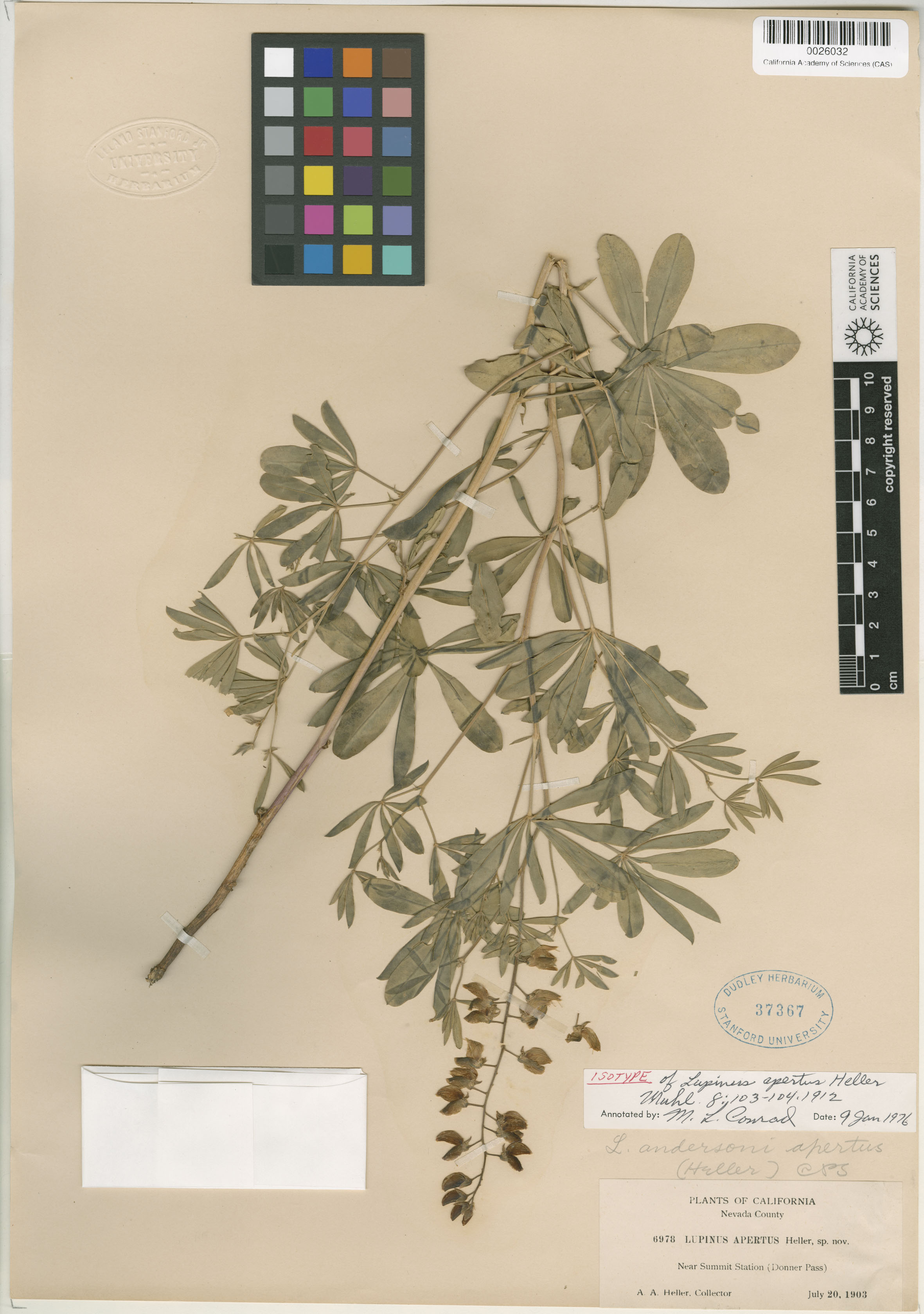 Lupinus apertus image