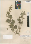 Lupinus apertus image