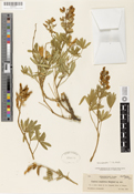 Lupinus amphibius image