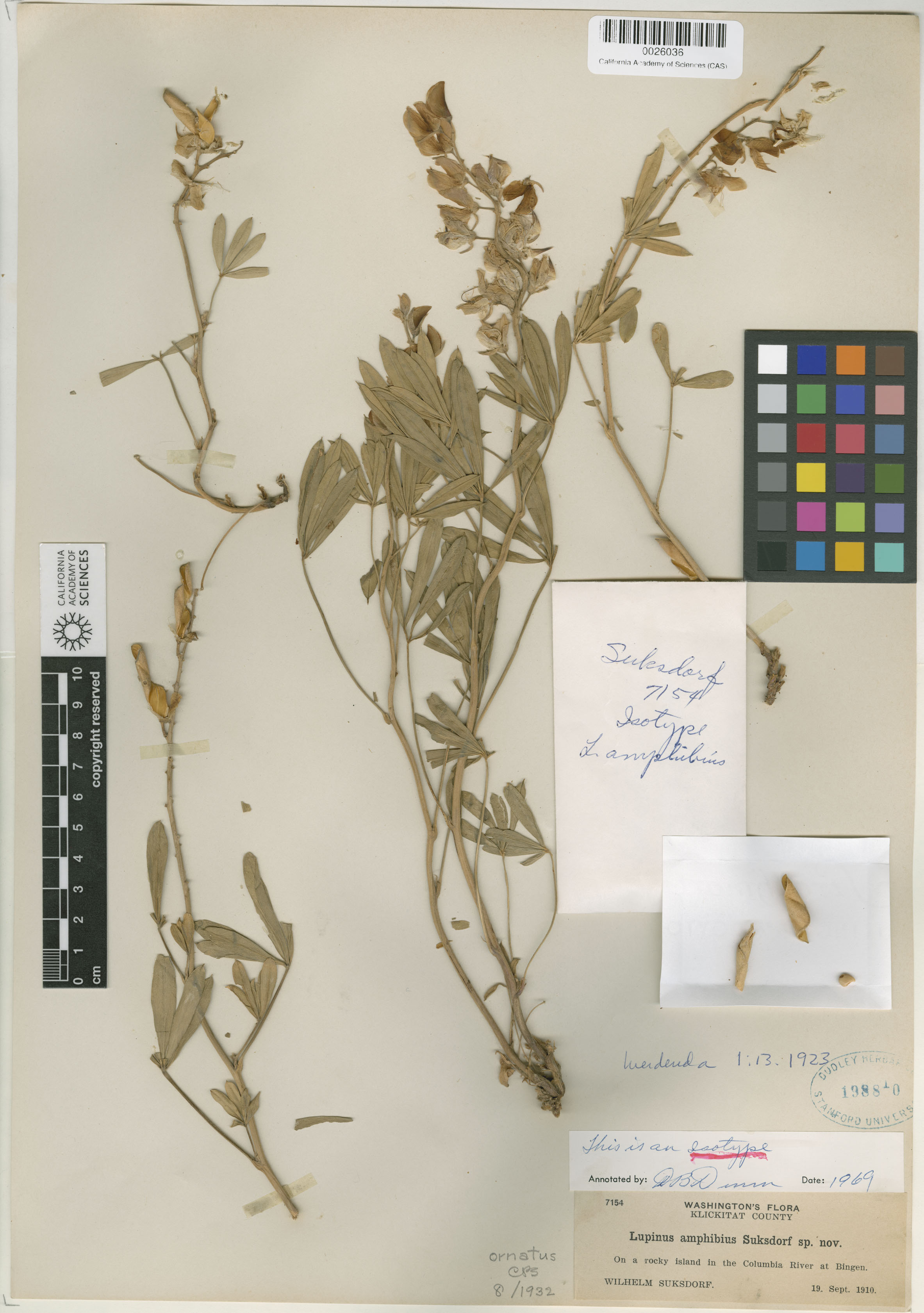 Lupinus amphibius image
