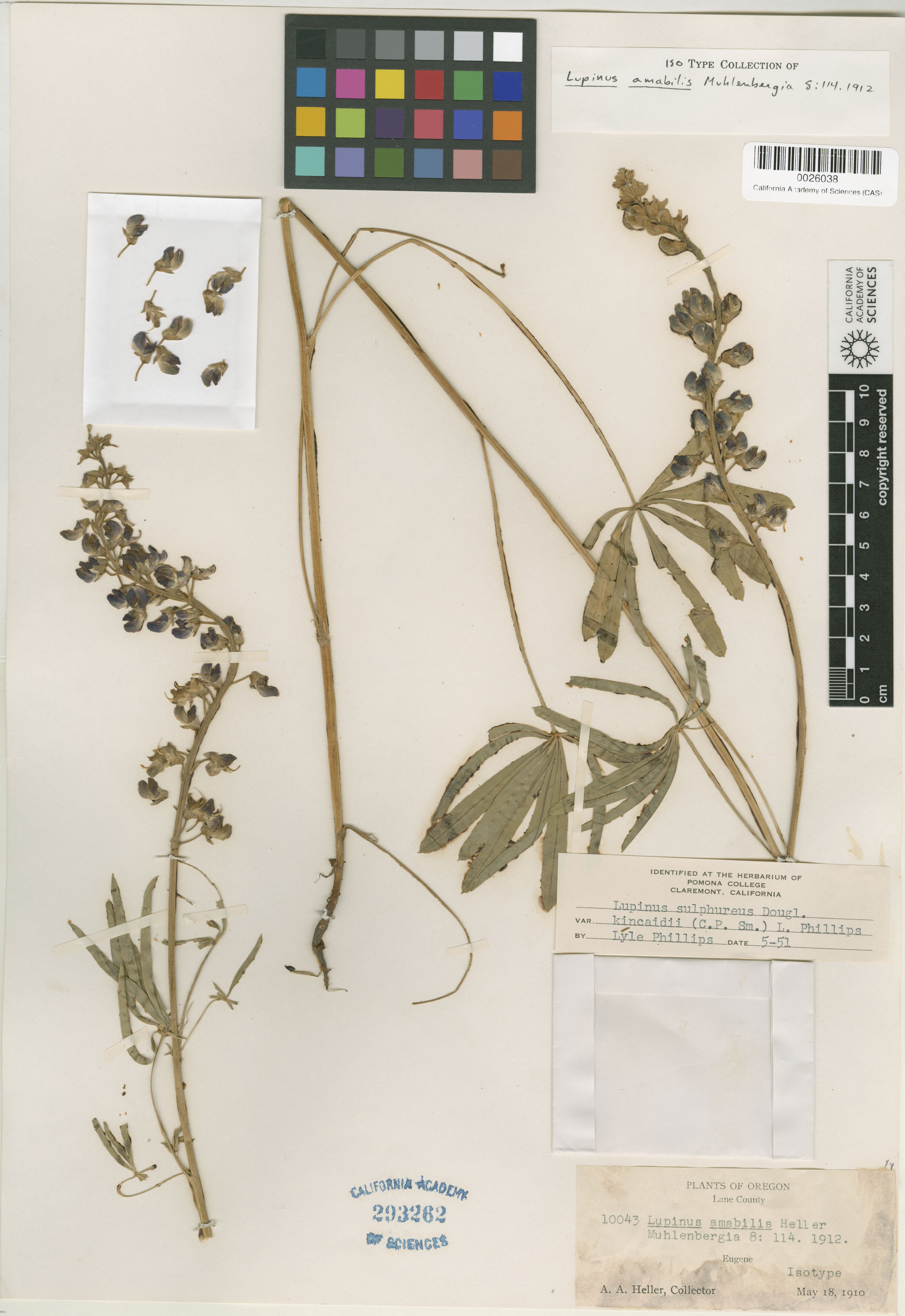 Lupinus amabilis image