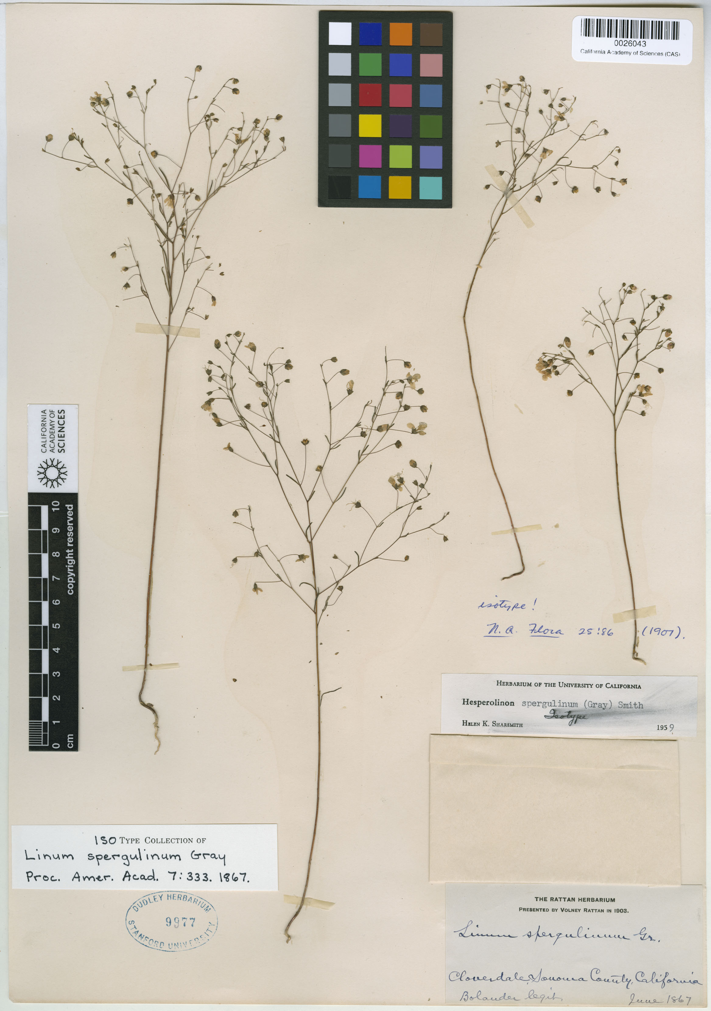 Hesperolinon spergulinum image