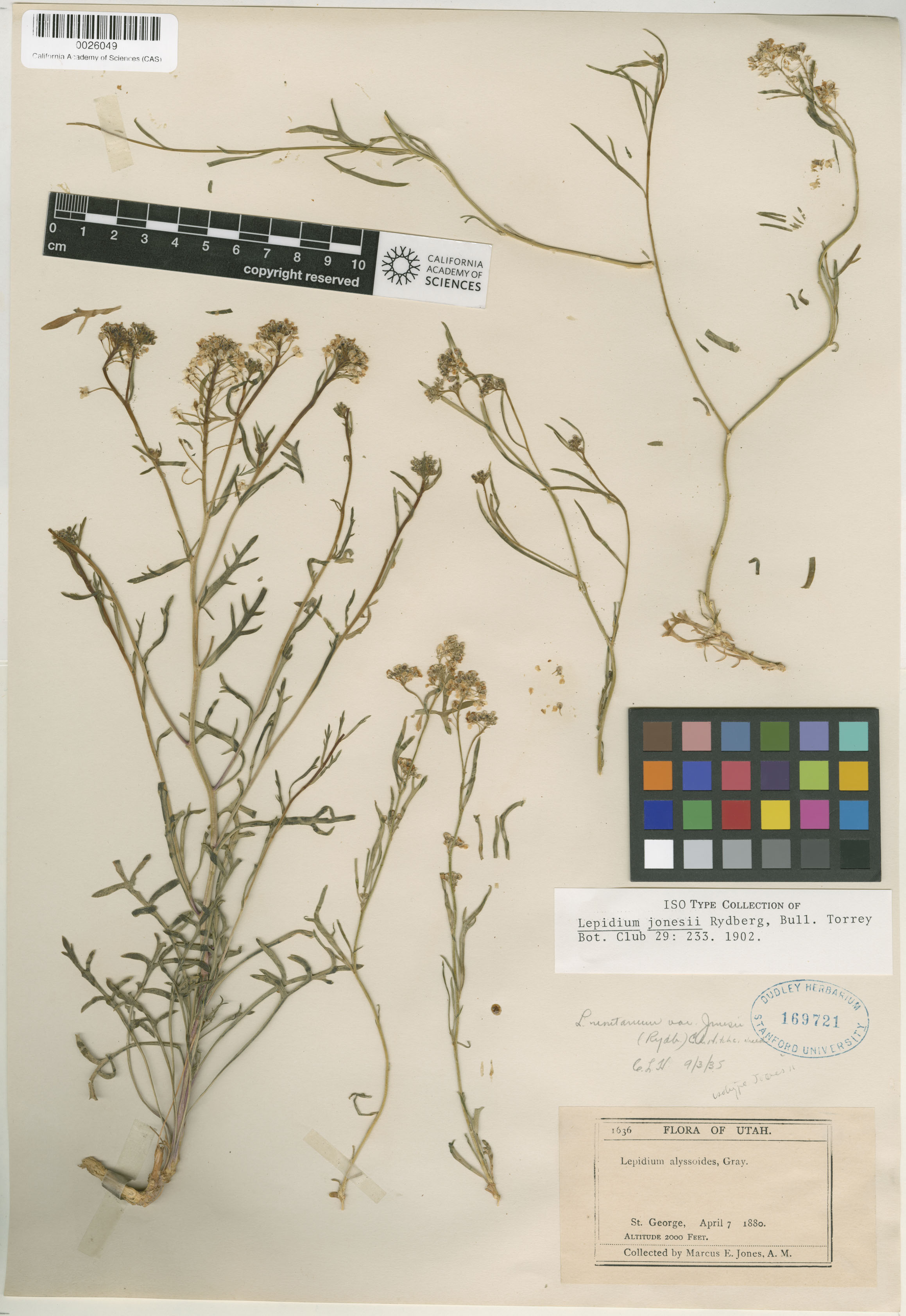 Lepidium montanum image