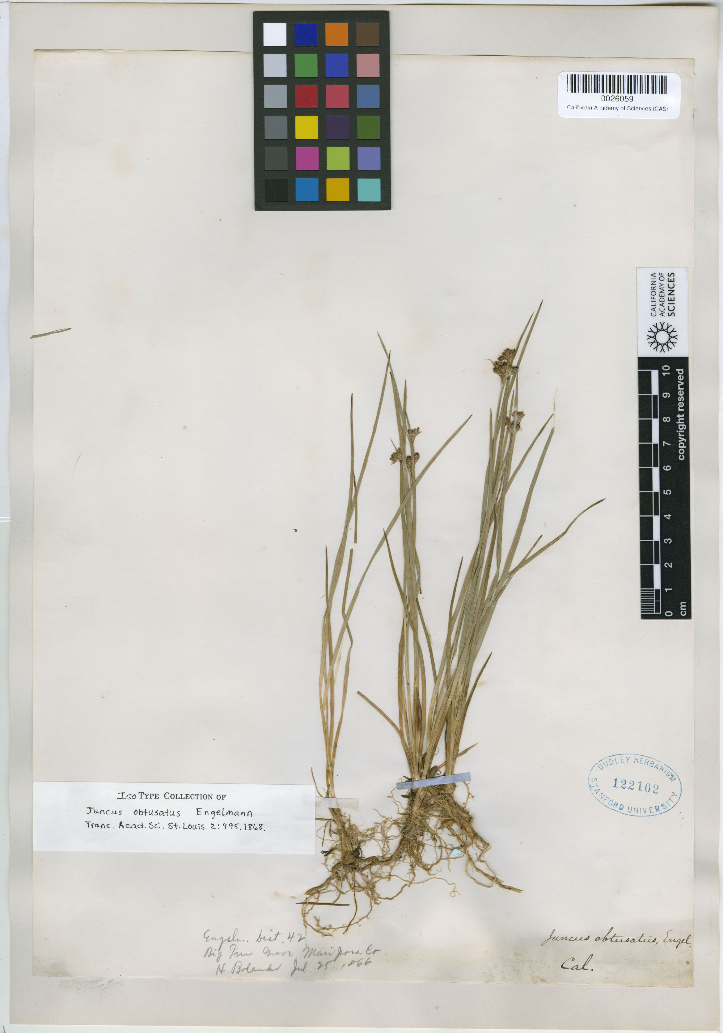 Juncaceae image