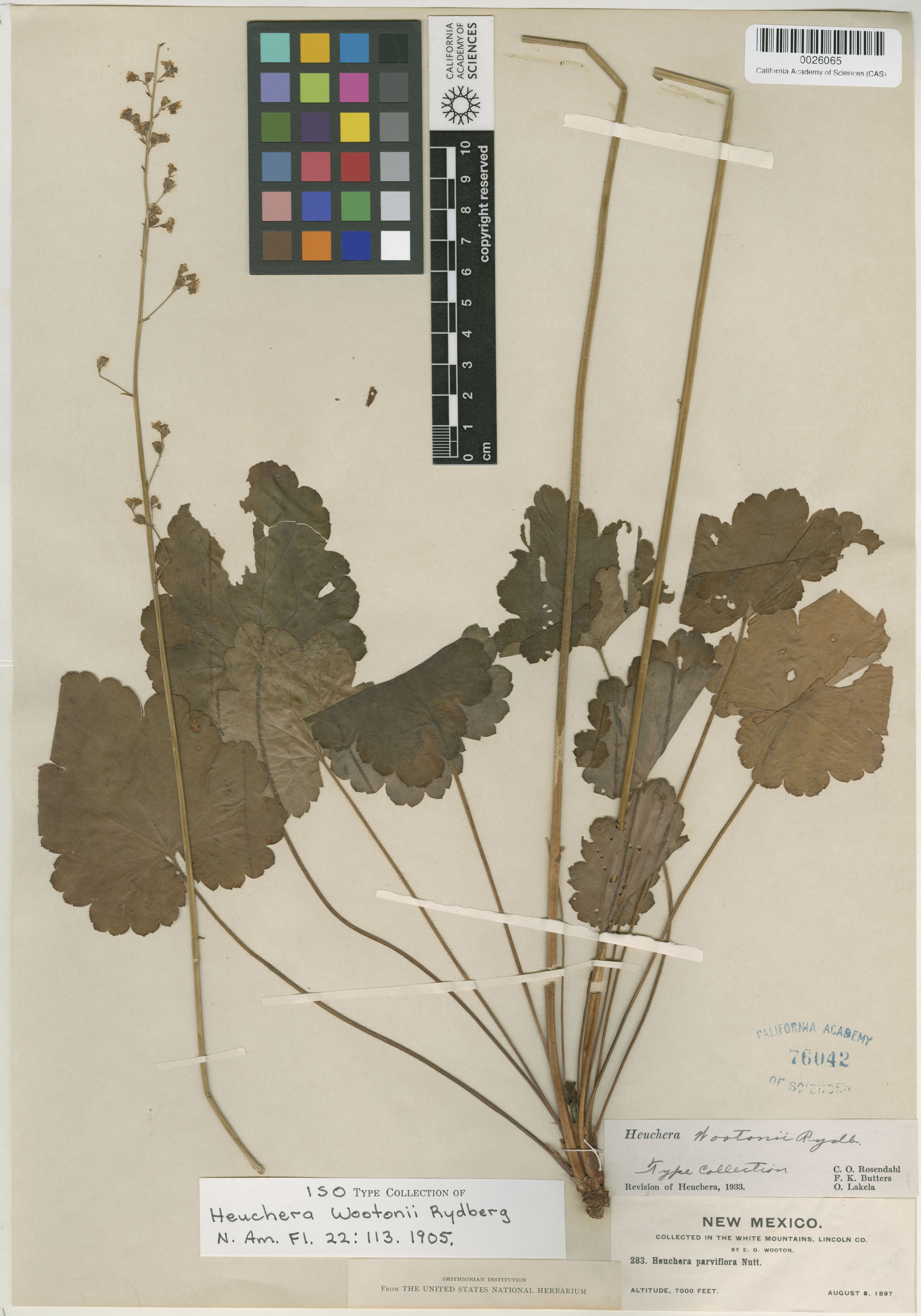 Heuchera image