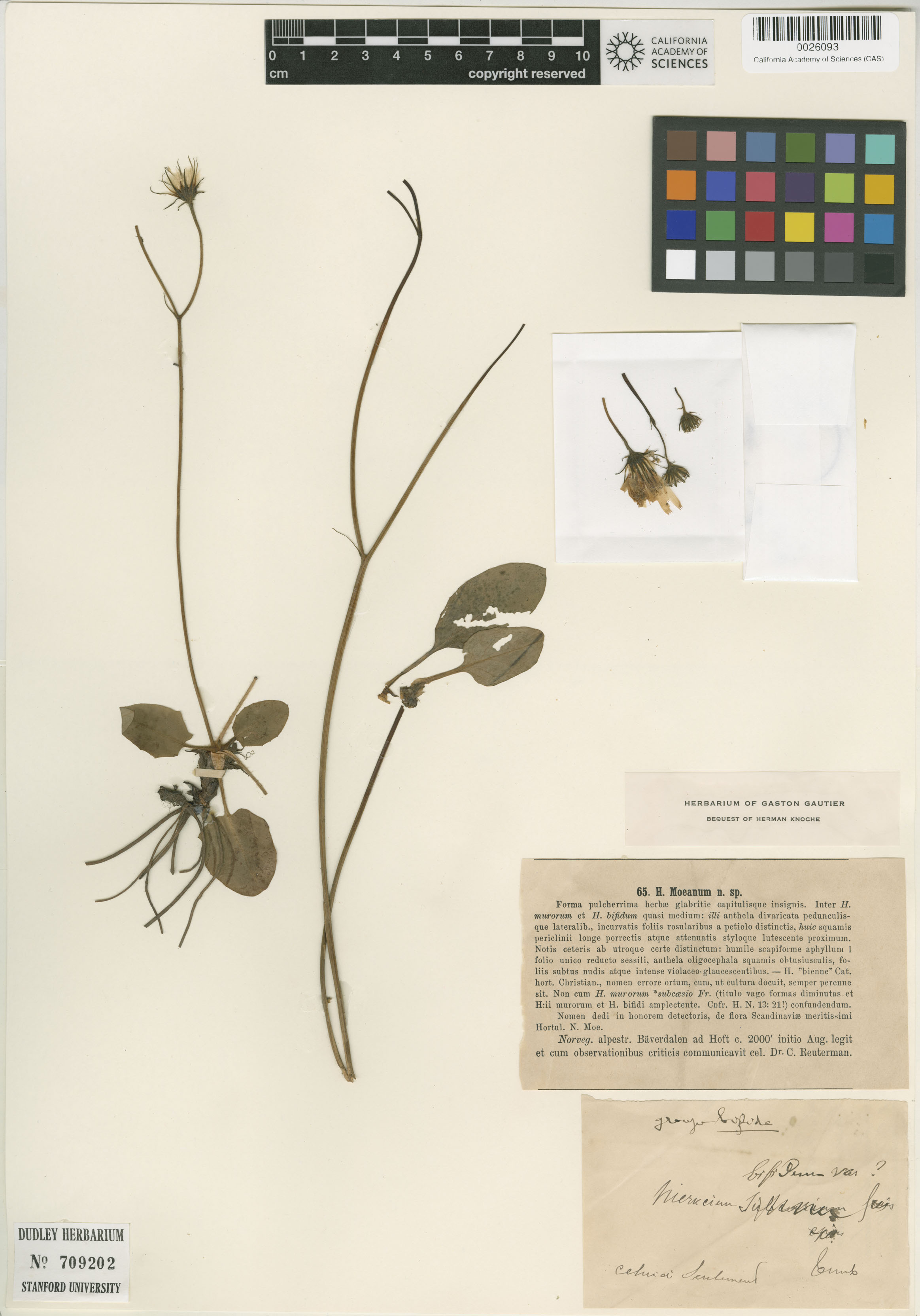 Hieracium murorum image