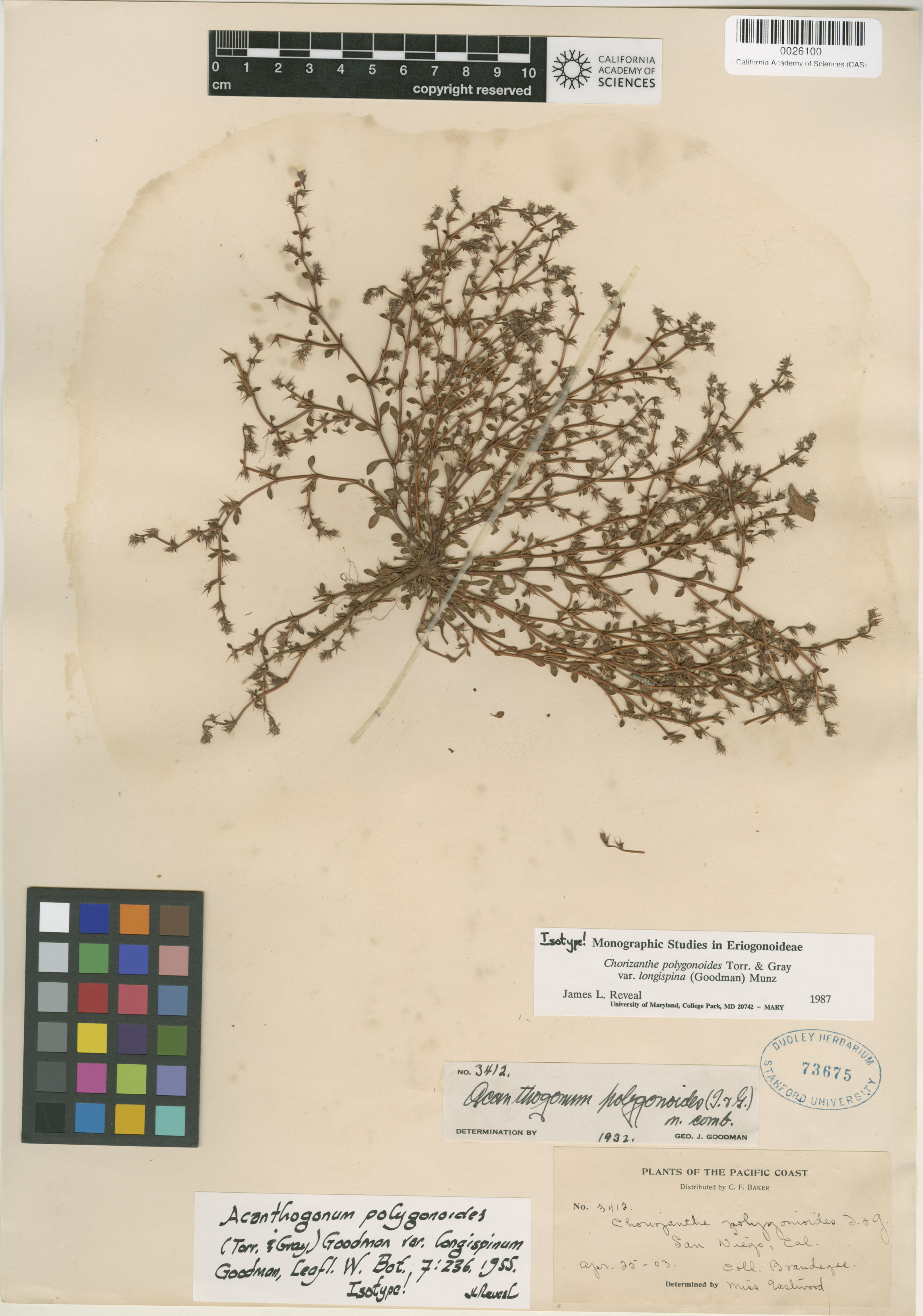 Chorizanthe polygonoides var. longispina image