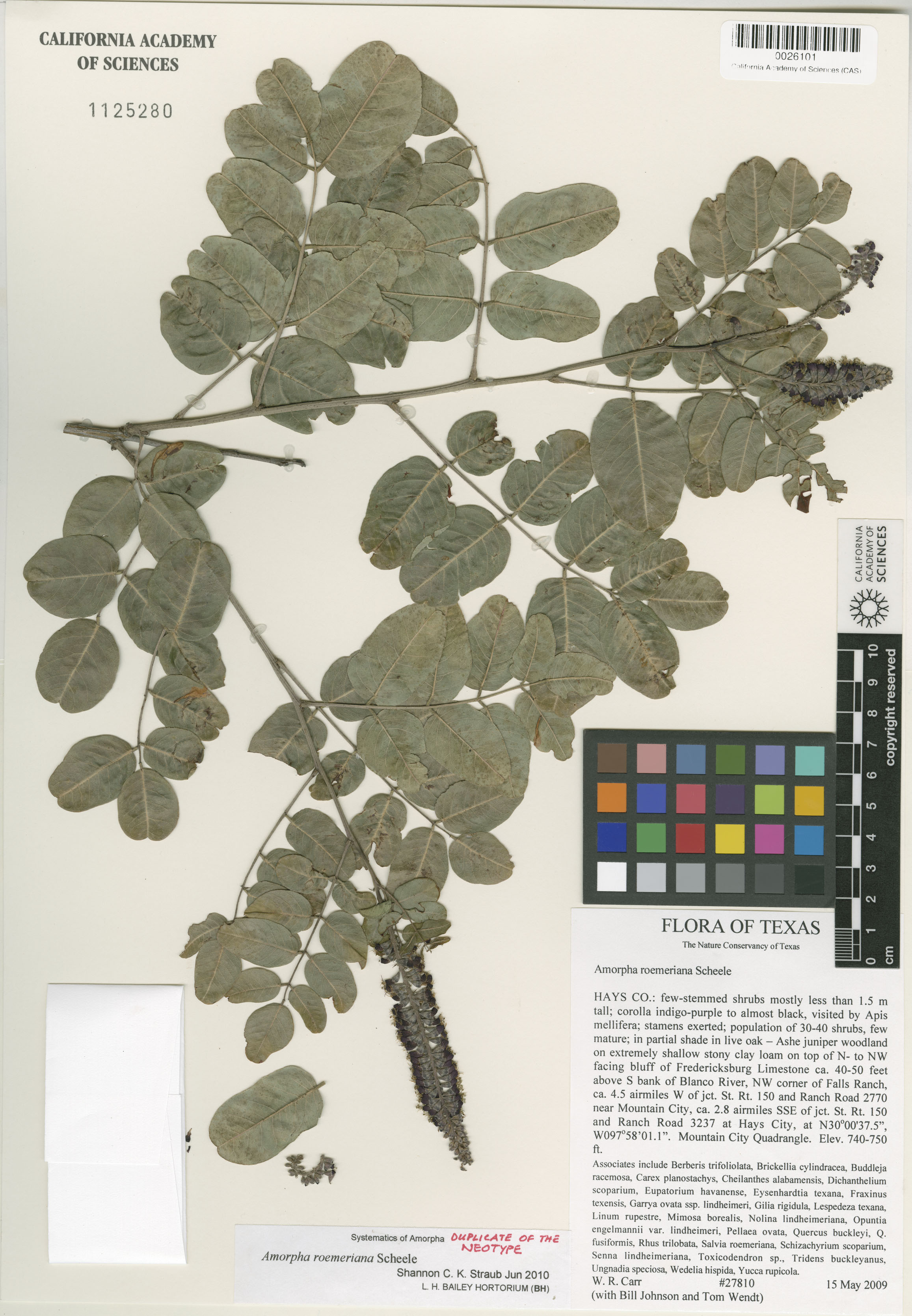 Amorpha roemeriana image