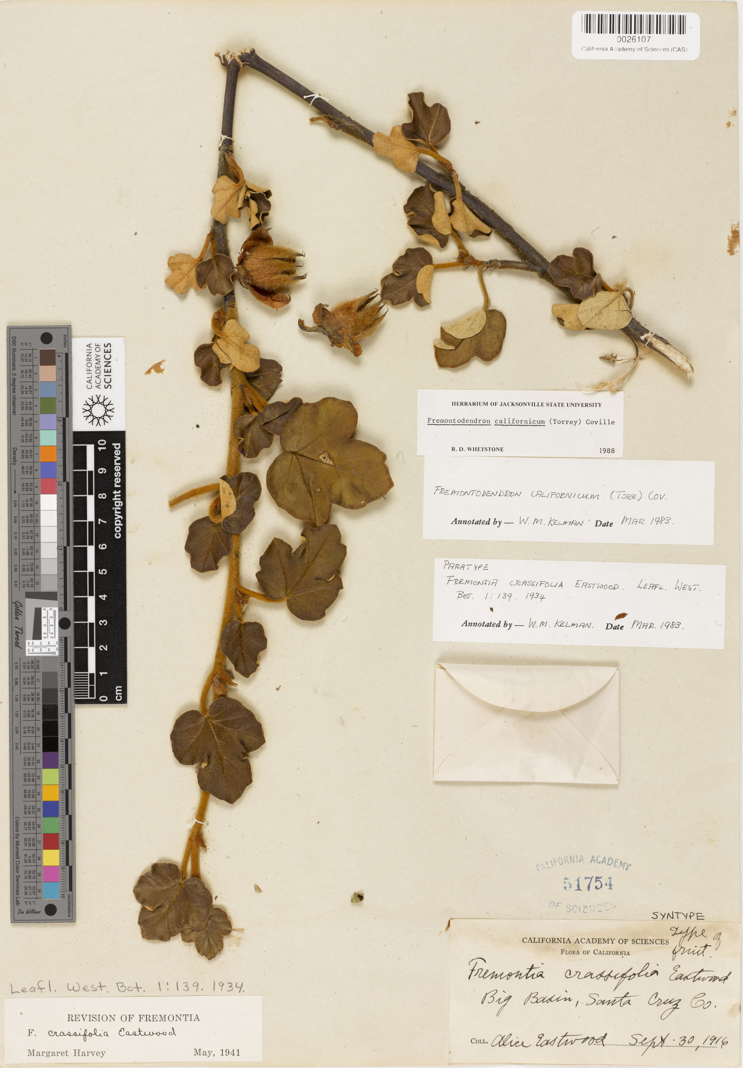 Fremontodendron californicum image