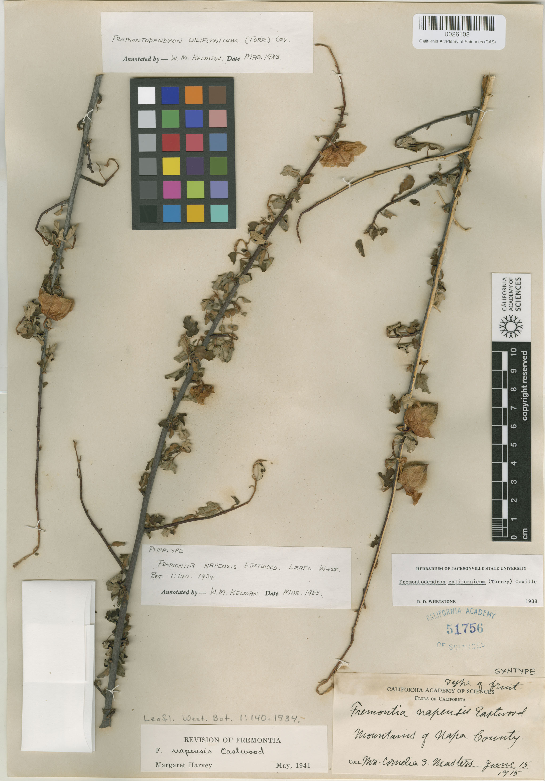 Fremontodendron californicum image