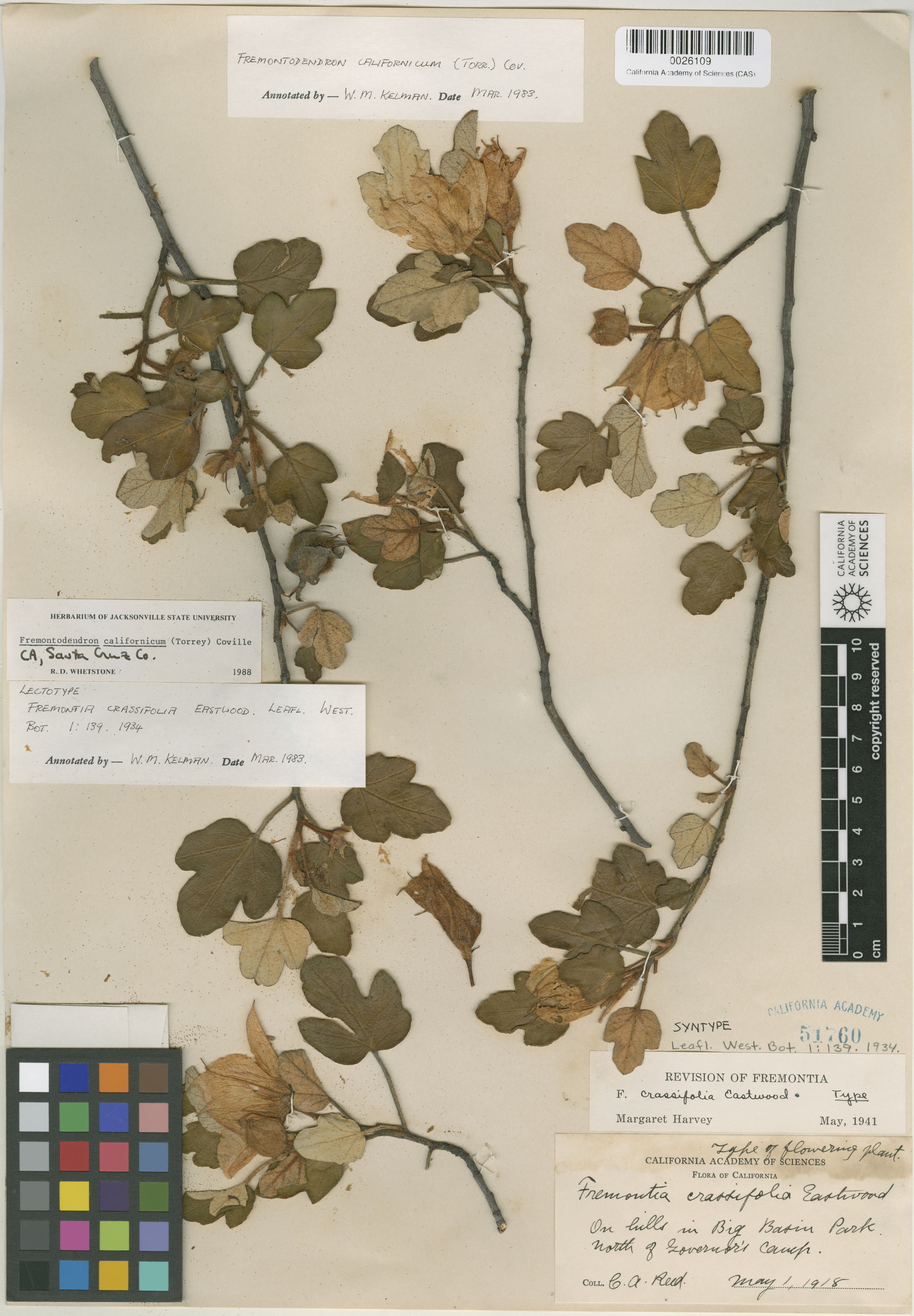 Fremontodendron californicum image