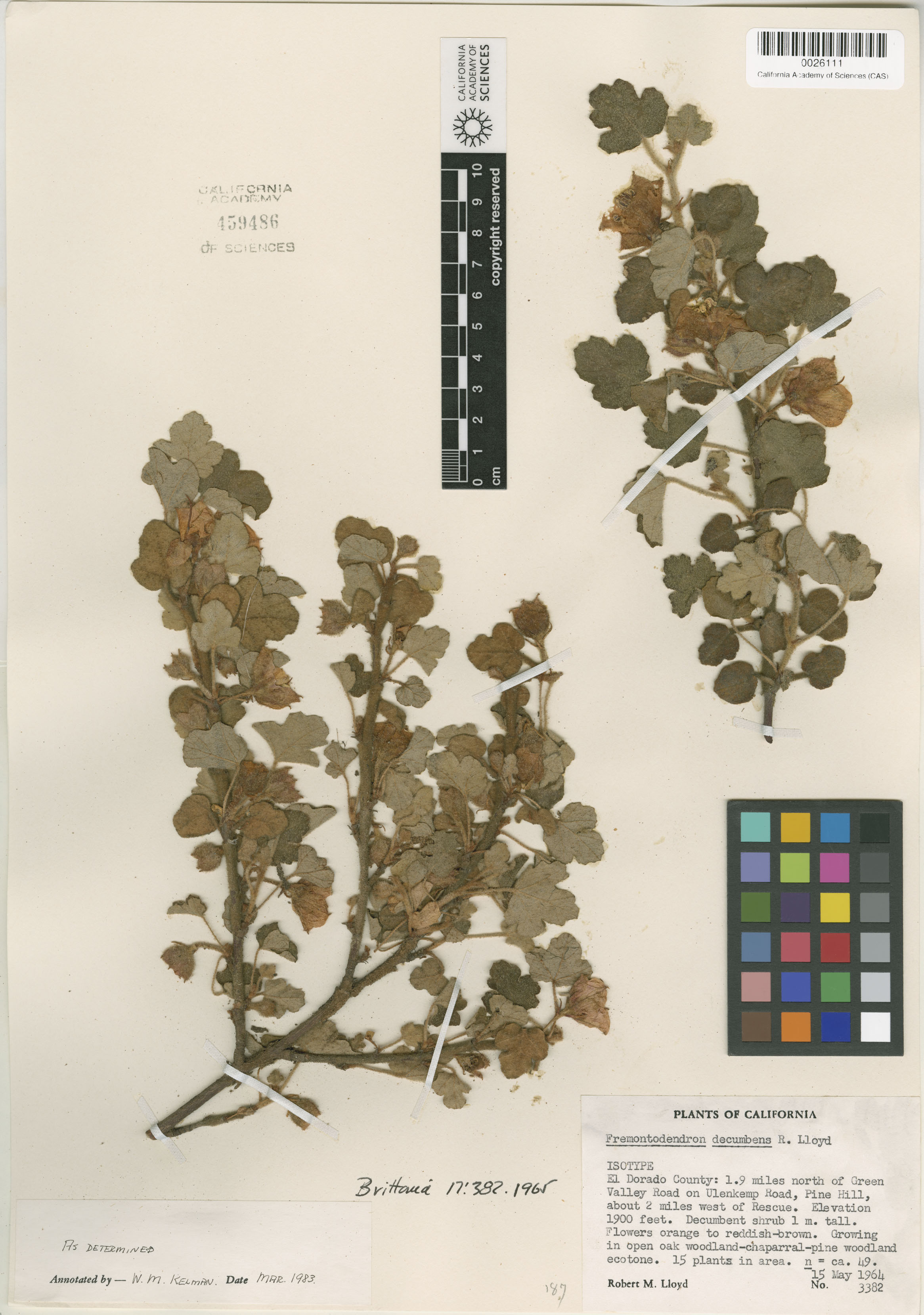 Fremontodendron decumbens image