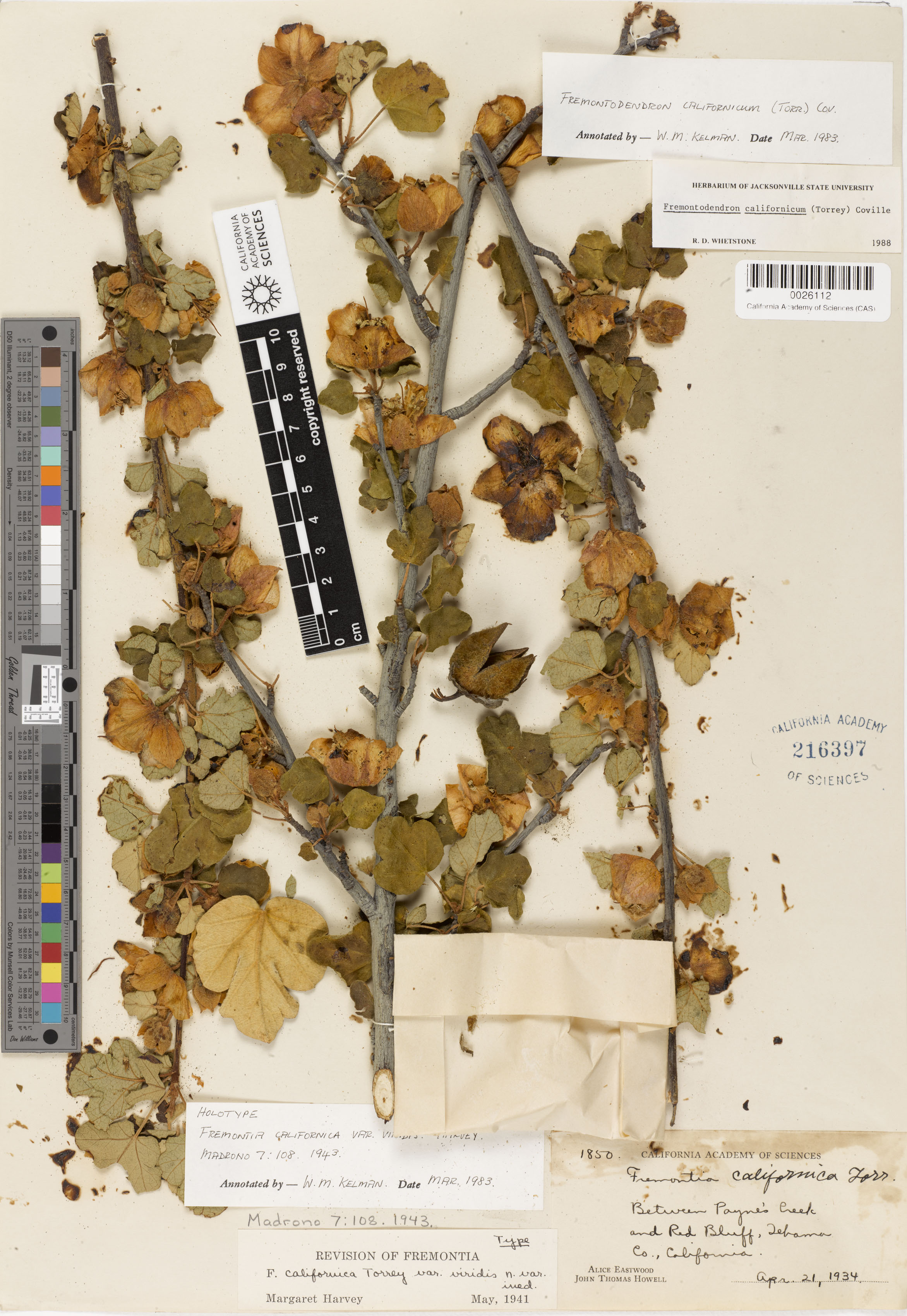 Fremontodendron californicum image