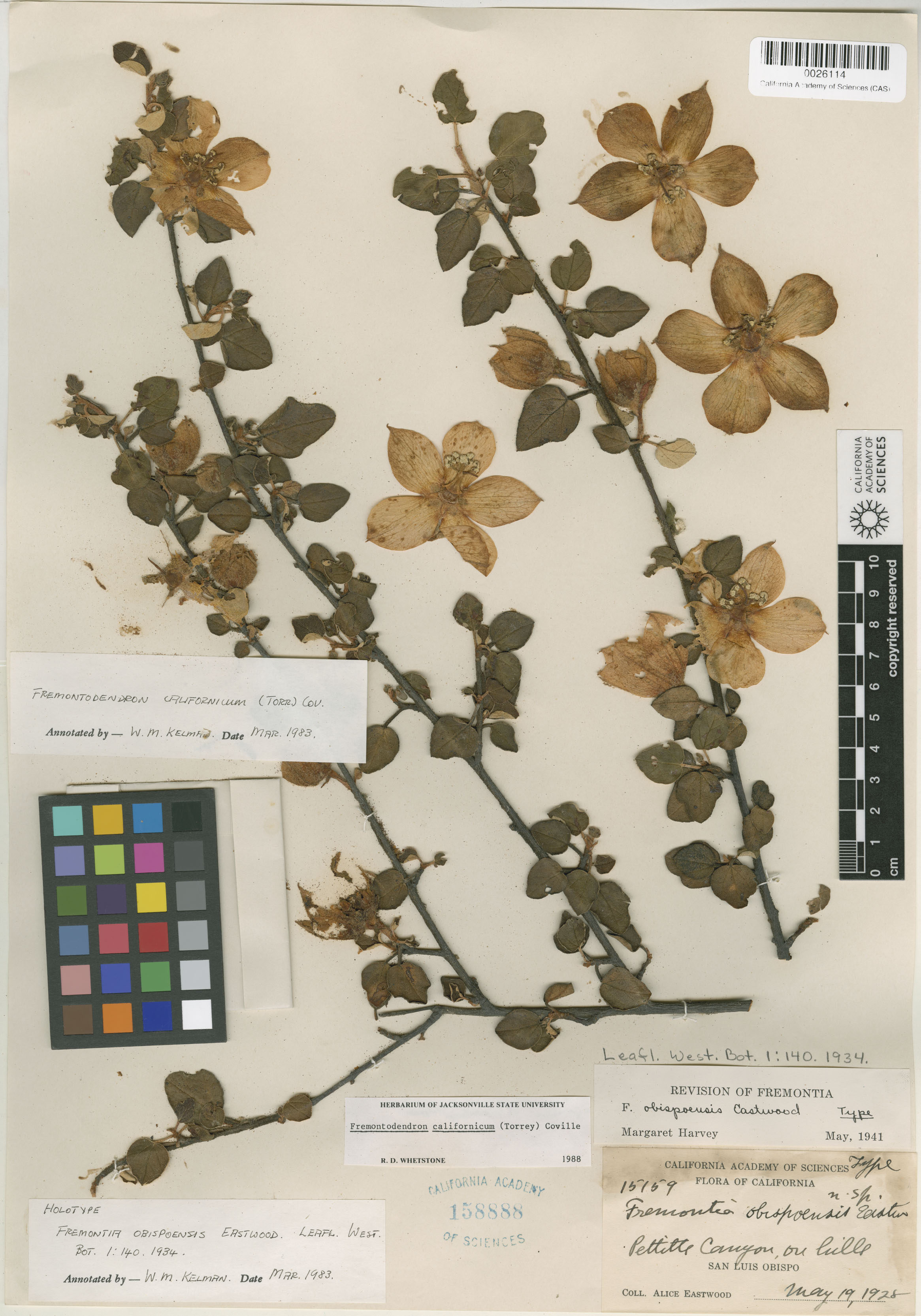Fremontodendron californicum image