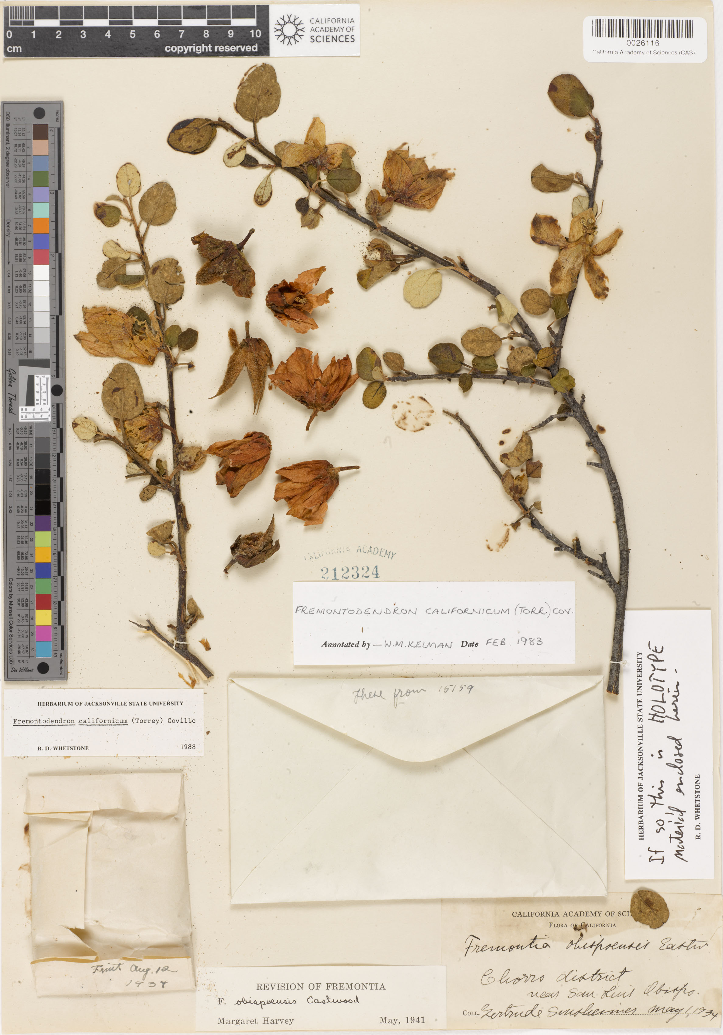 Fremontodendron californicum image