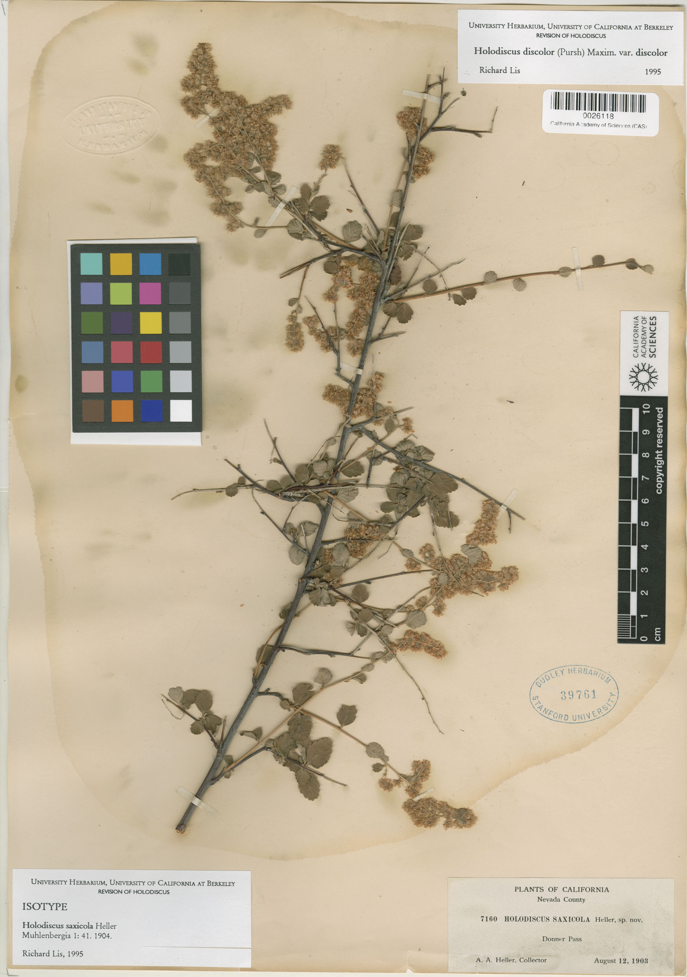 Holodiscus discolor var. discolor image