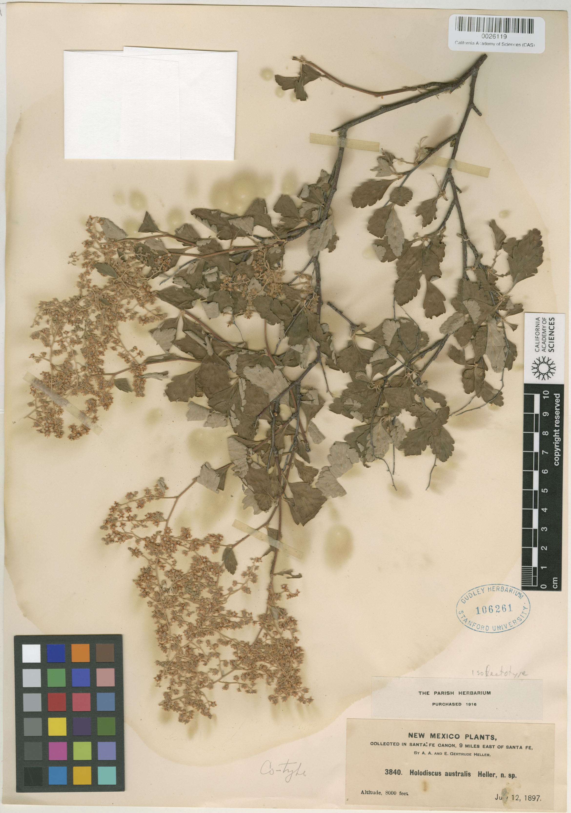 Holodiscus discolor var. discolor image