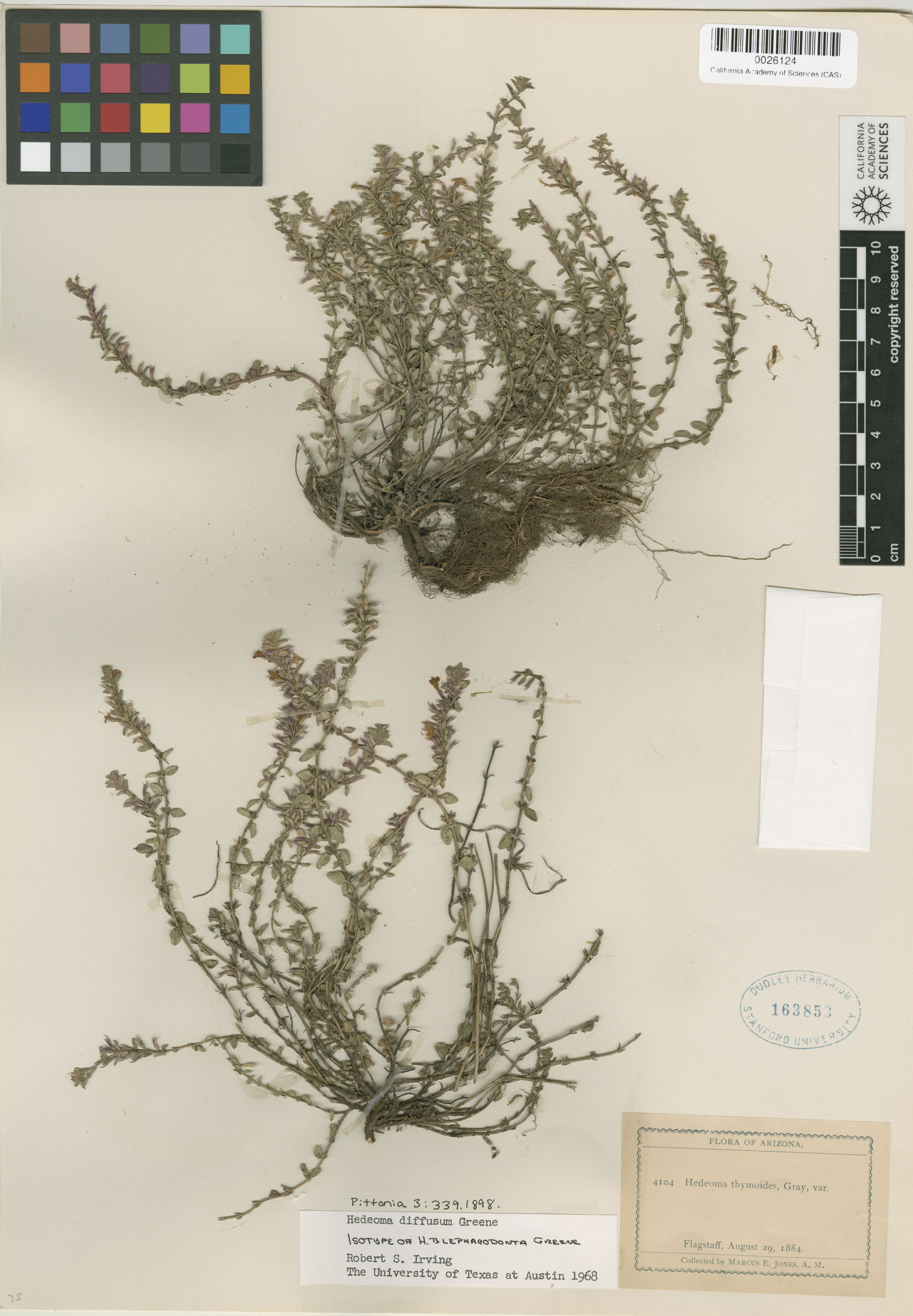 Hedeoma diffusa image