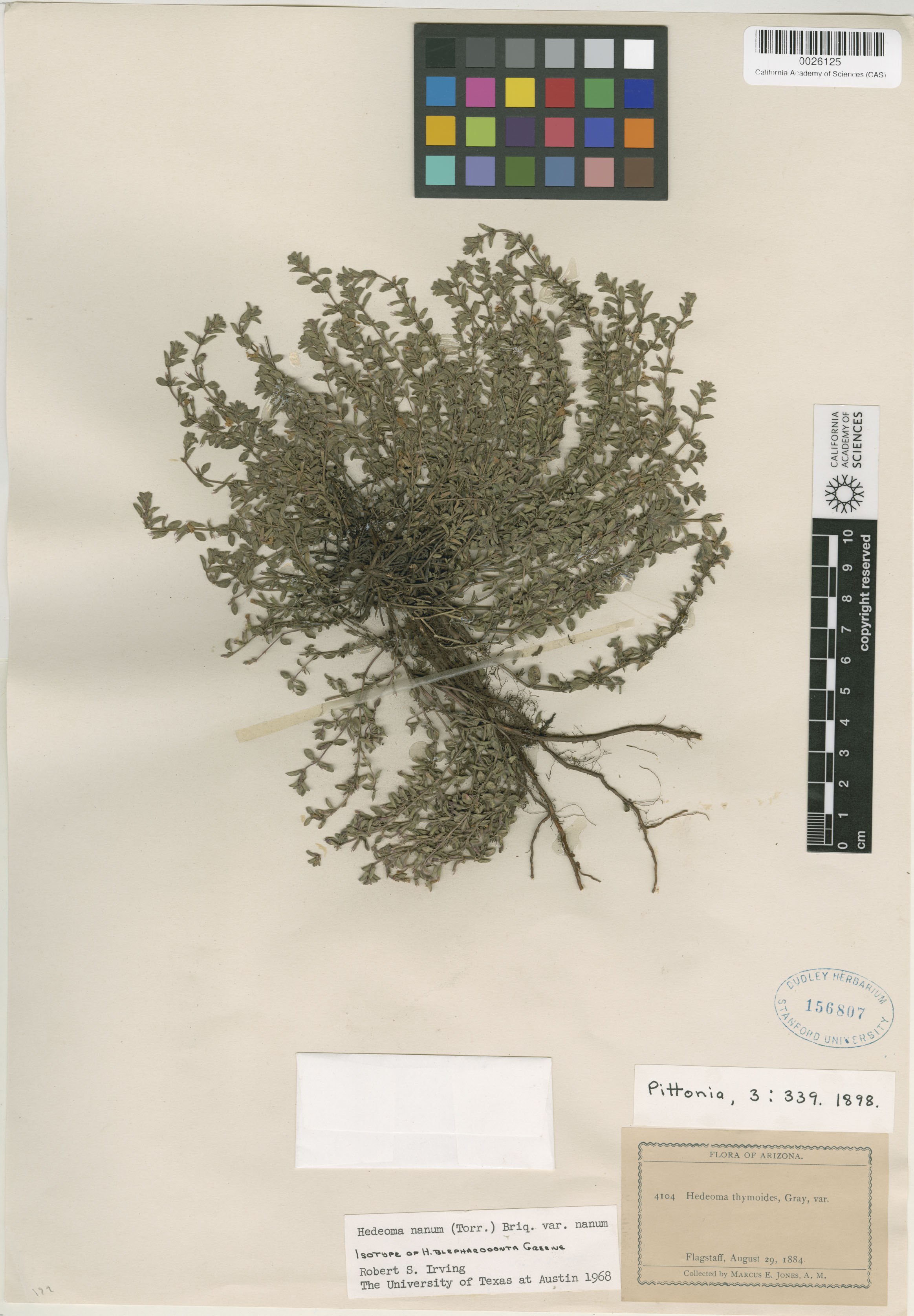 Hedeoma diffusa image