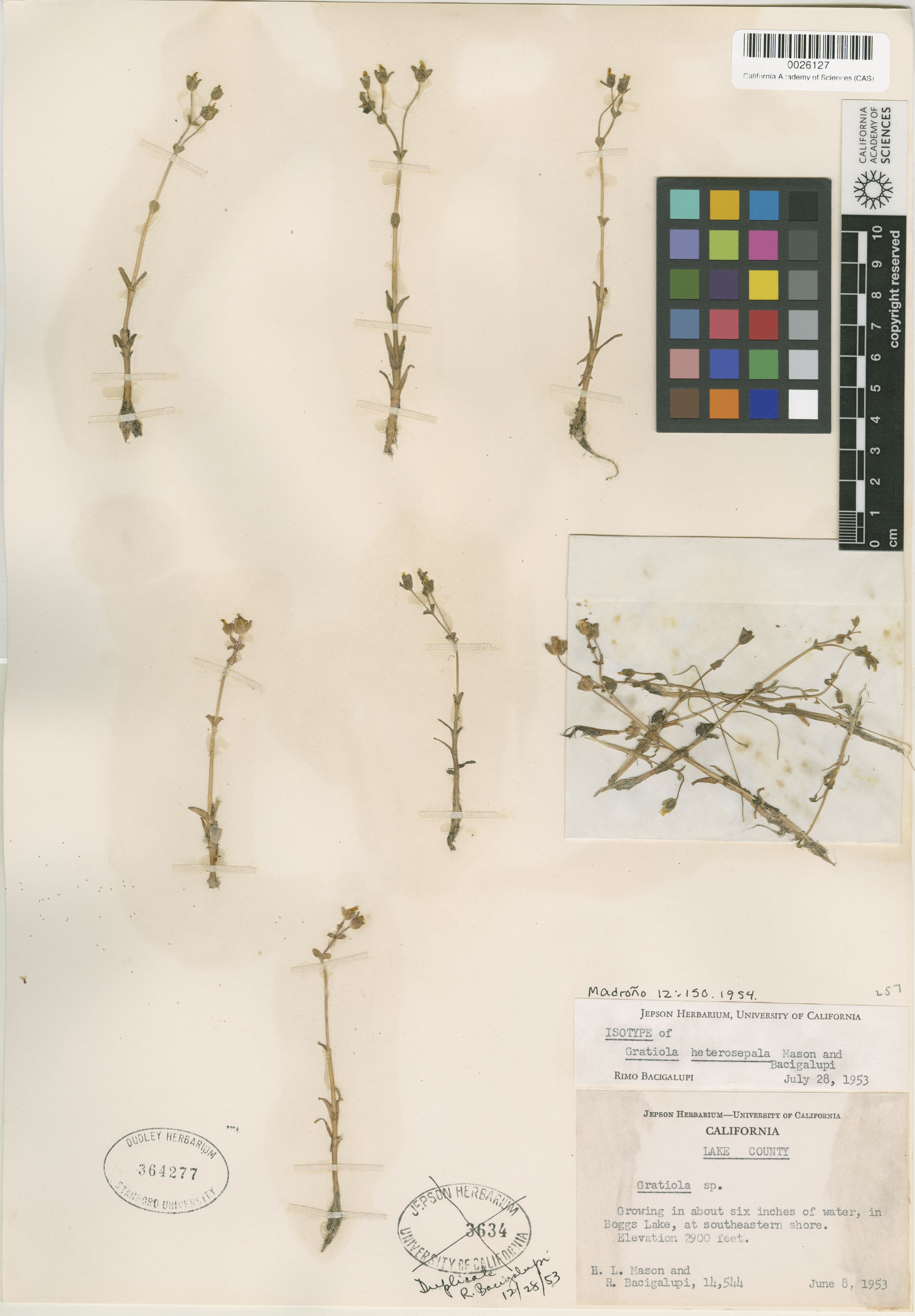 Plantaginaceae image