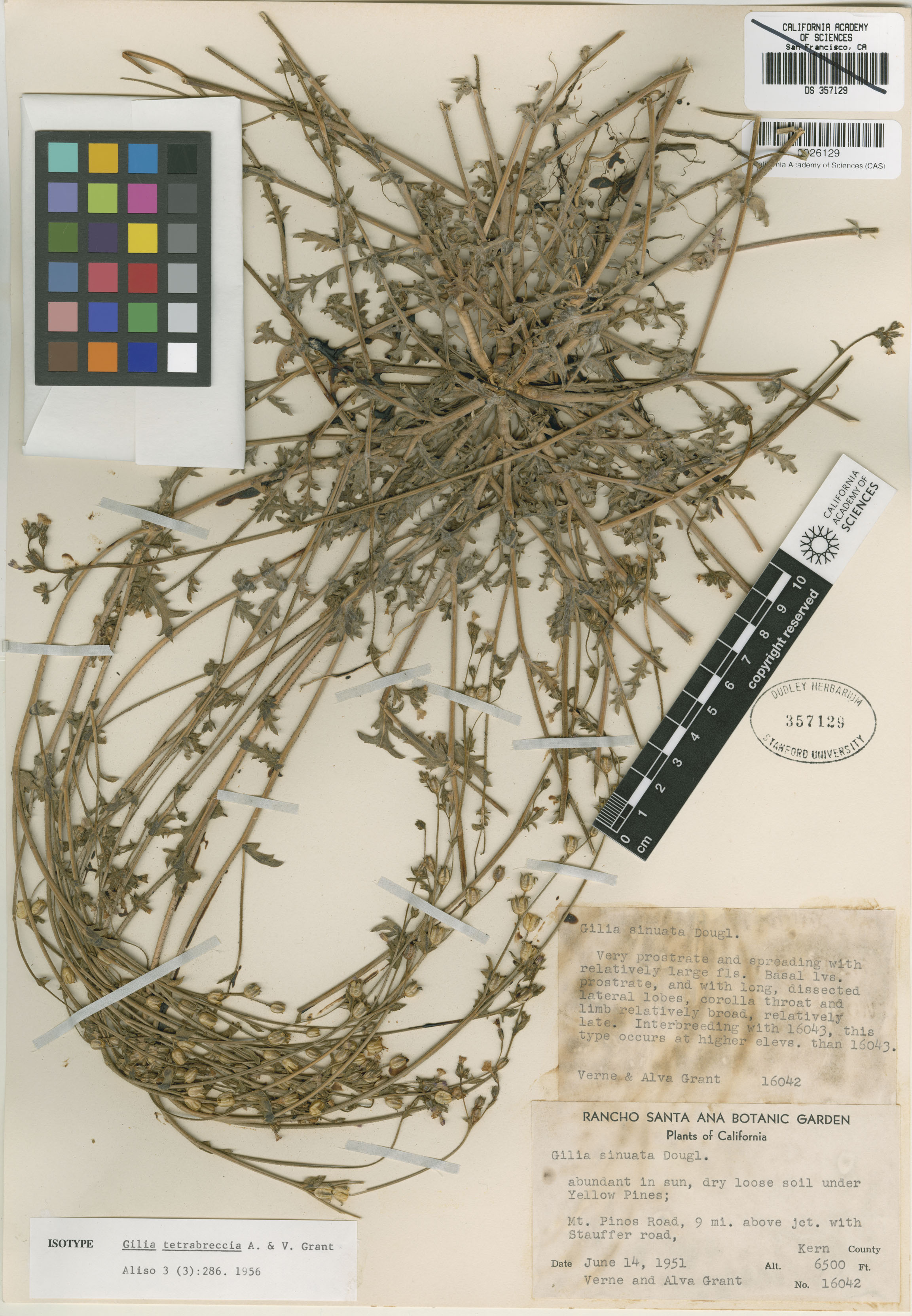 Gilia modocensis image