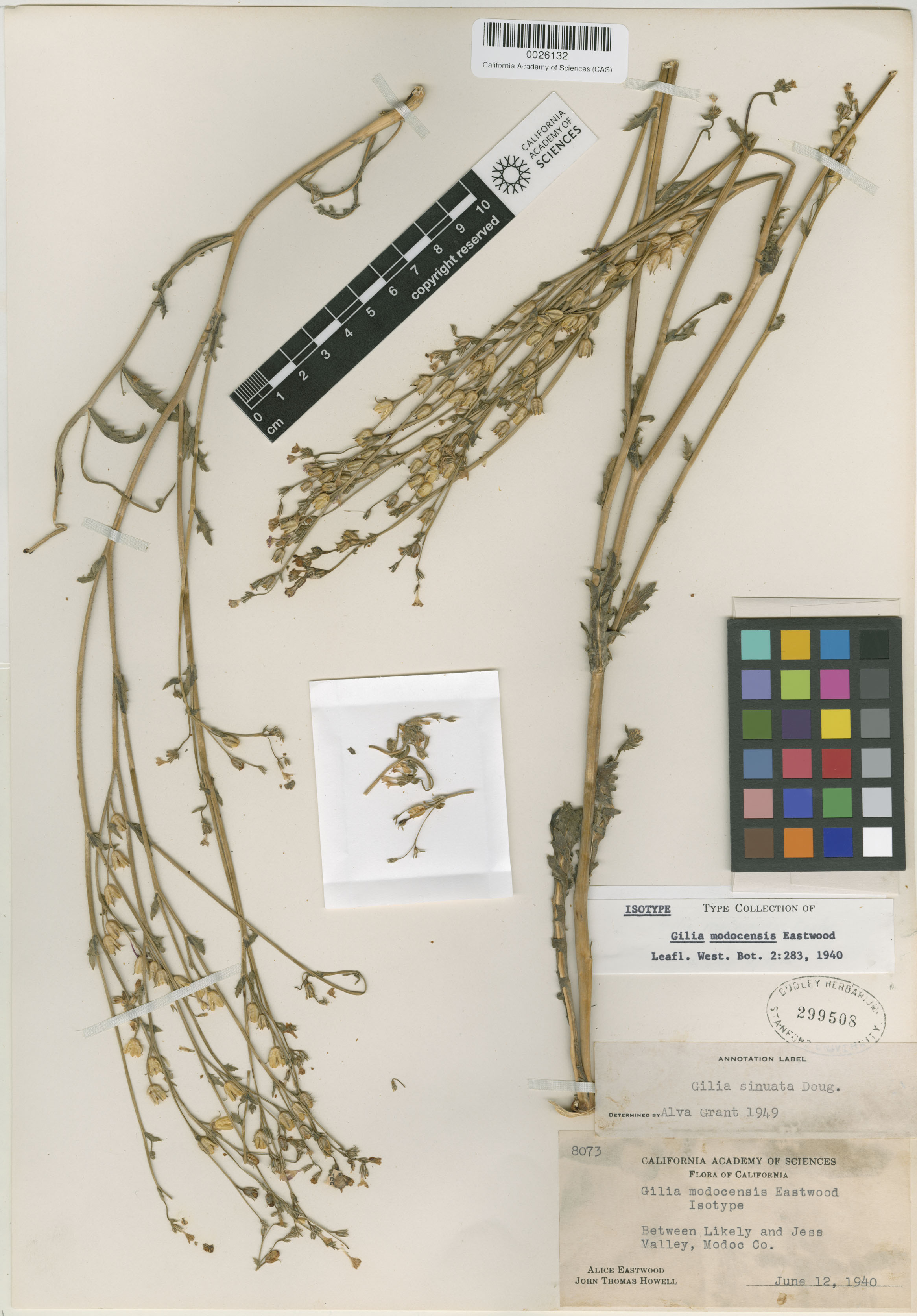 Gilia modocensis image