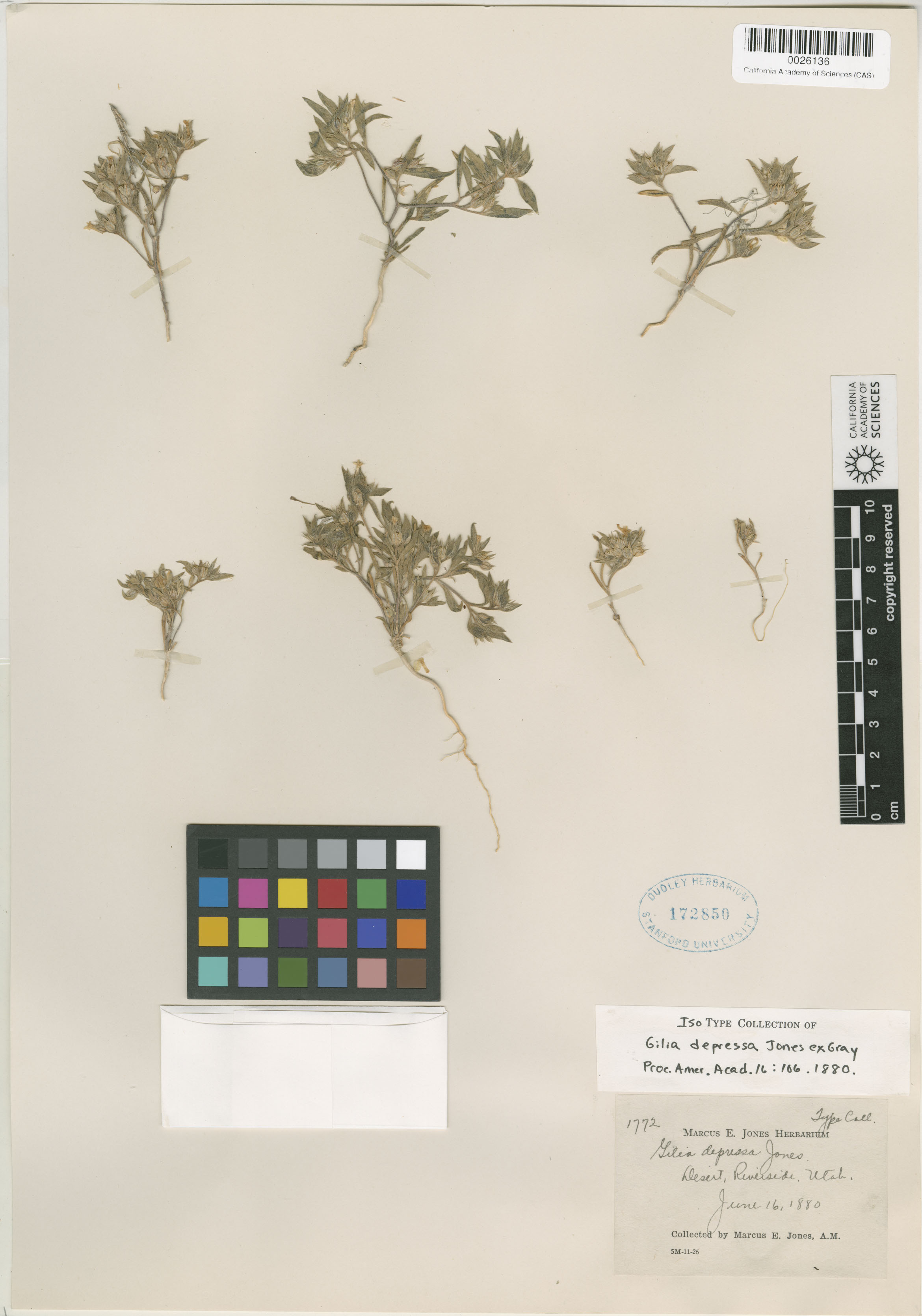 Loeseliastrum depressum image