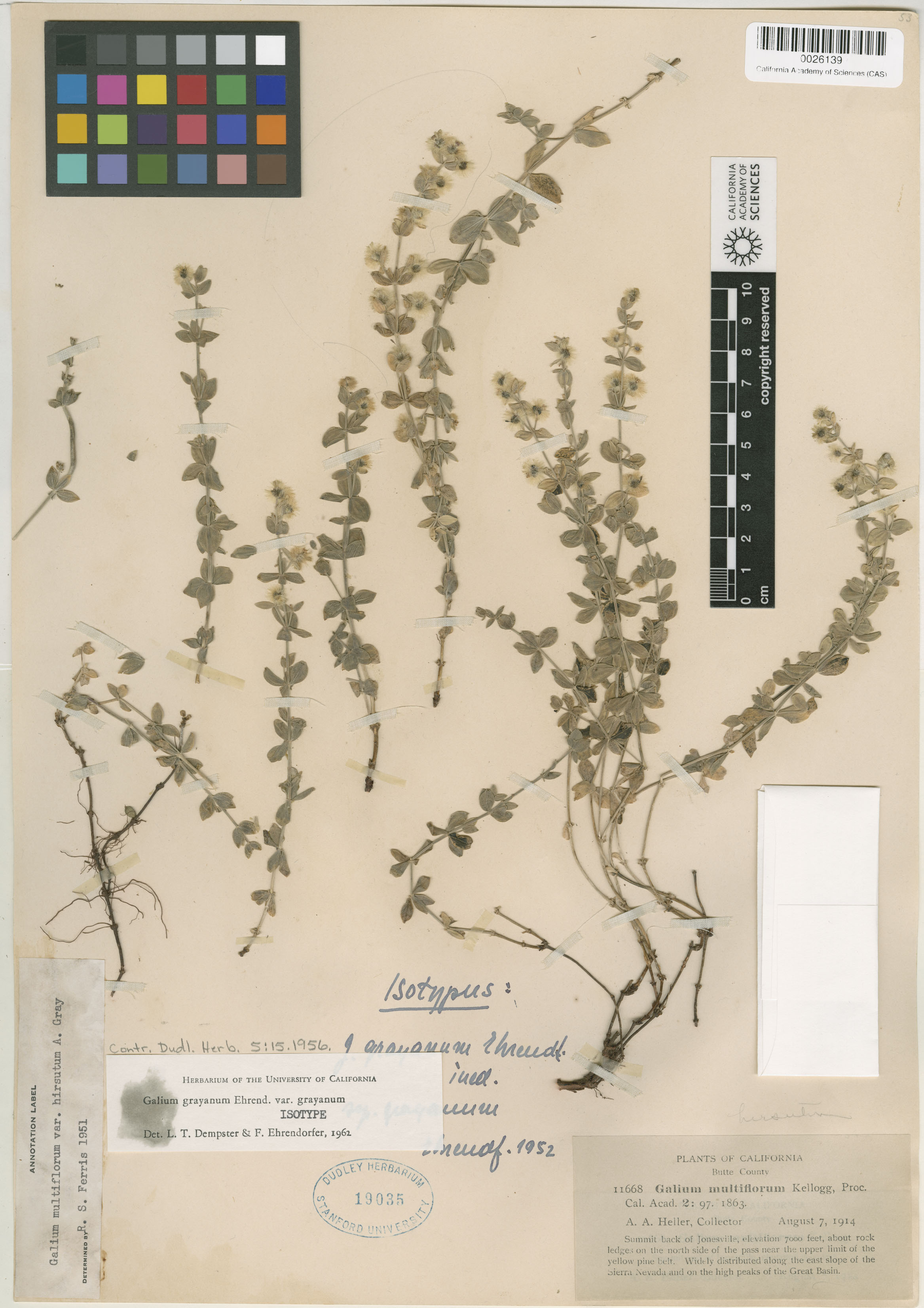 Galium grayanum image