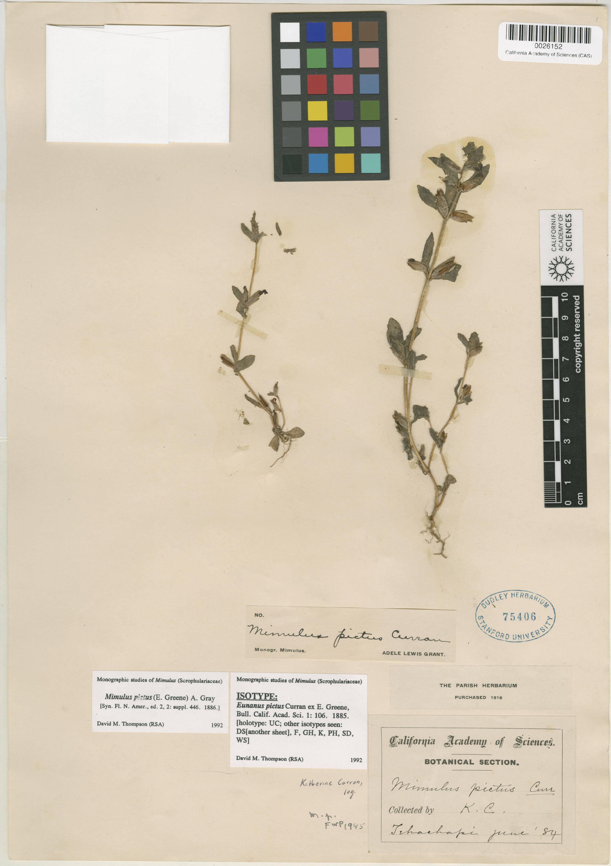 Mimulus pictus image