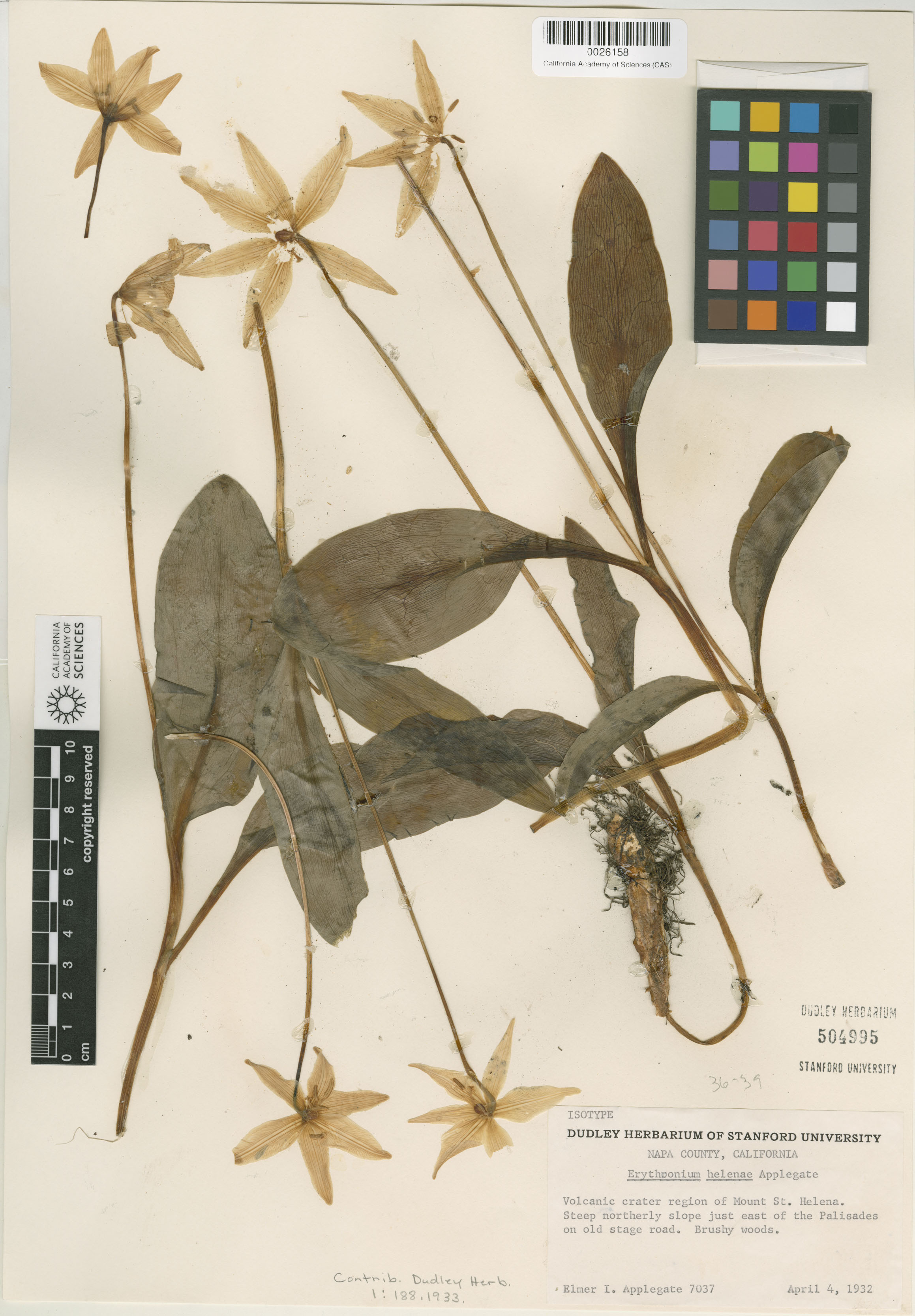 Erythronium helenae image