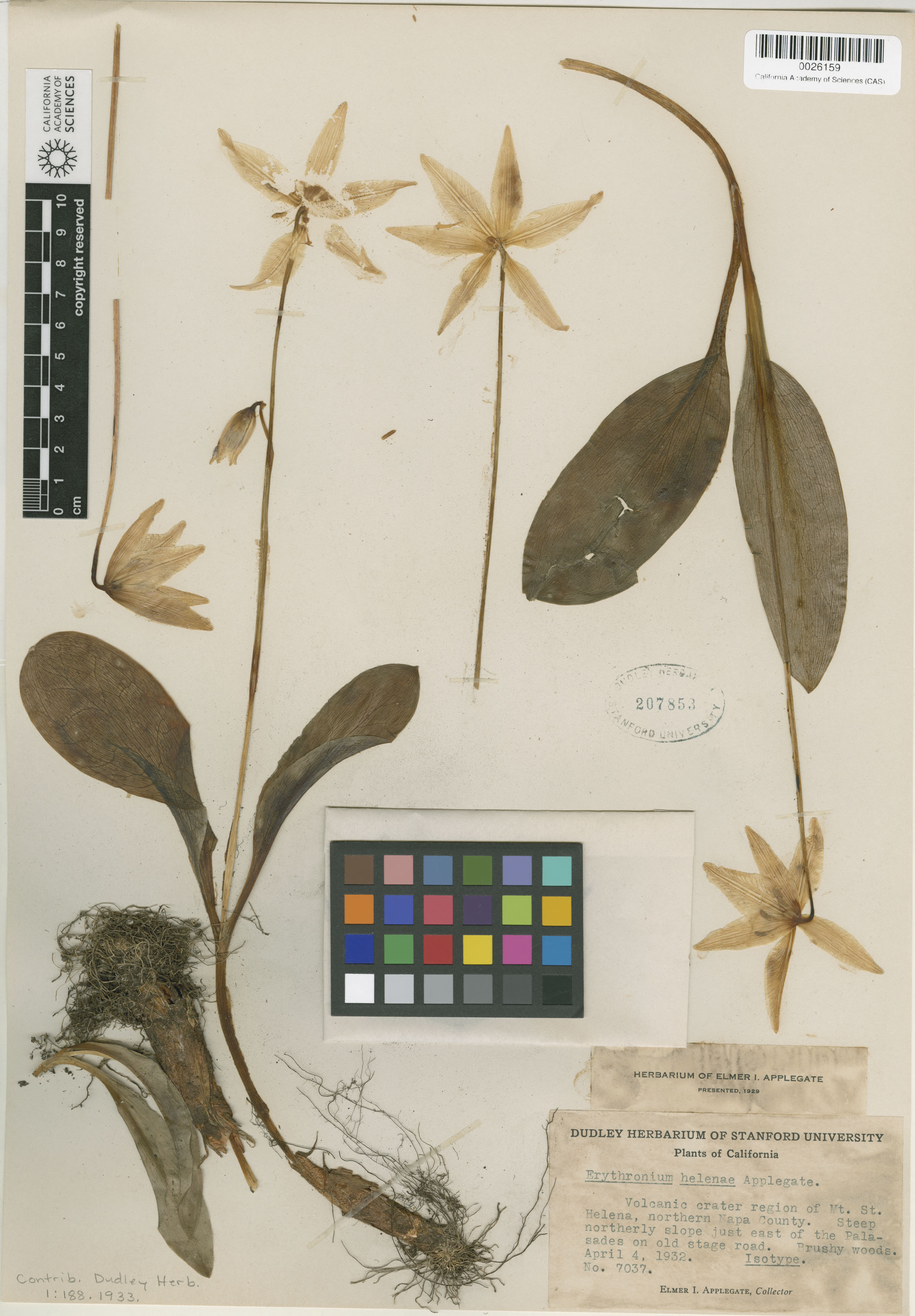 Erythronium helenae image