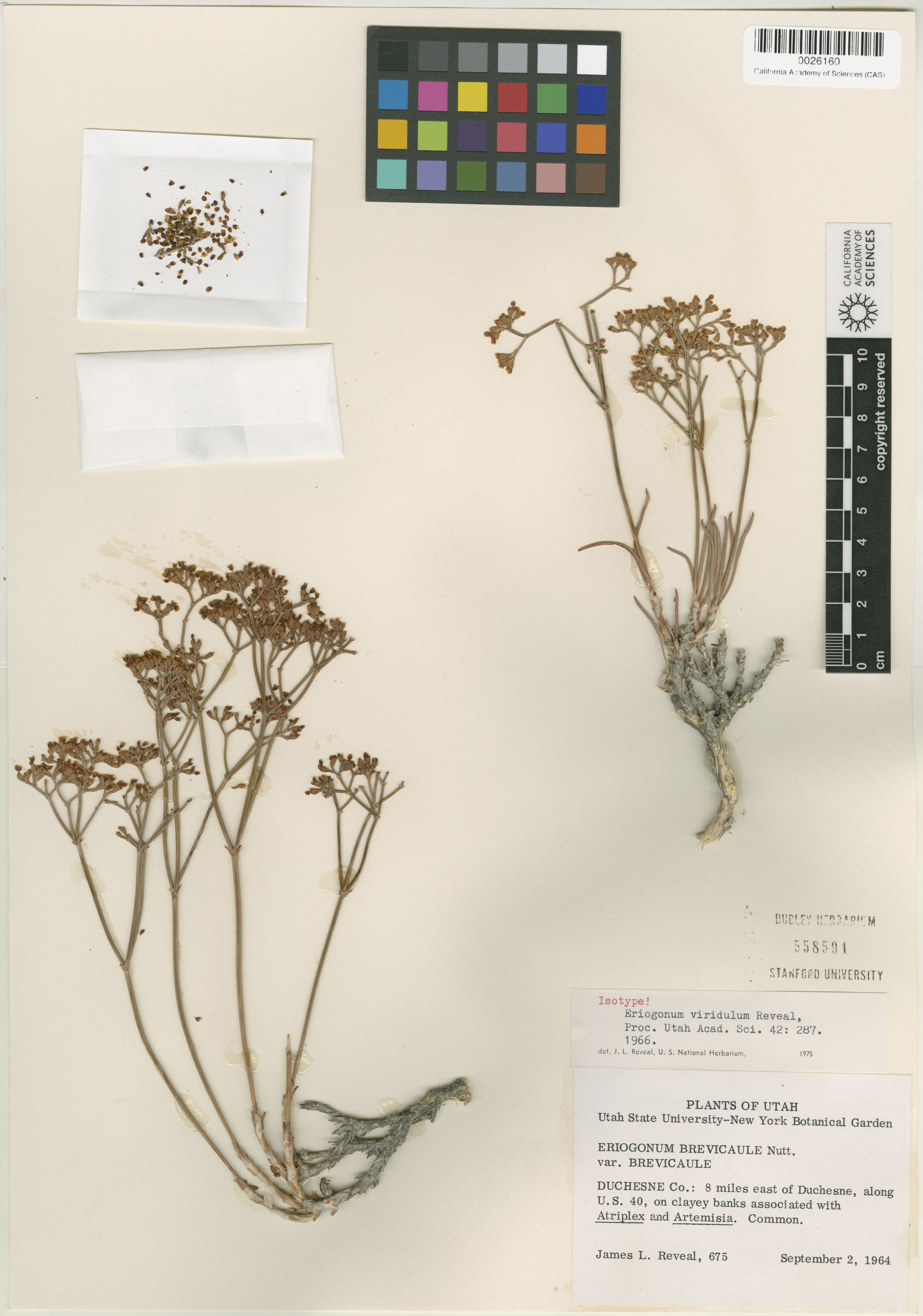 Eriogonum viridulum image