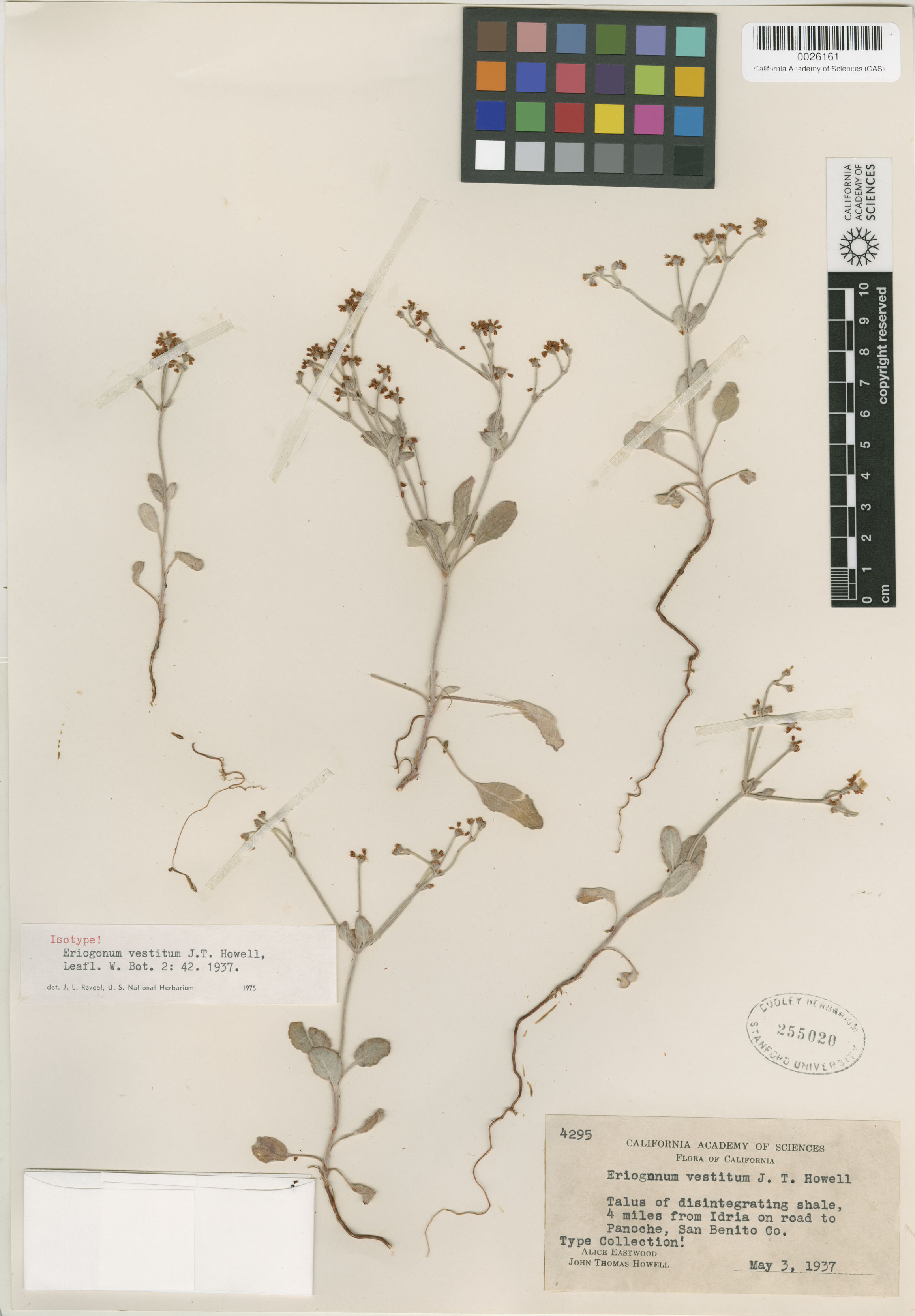 Eriogonum vestitum image