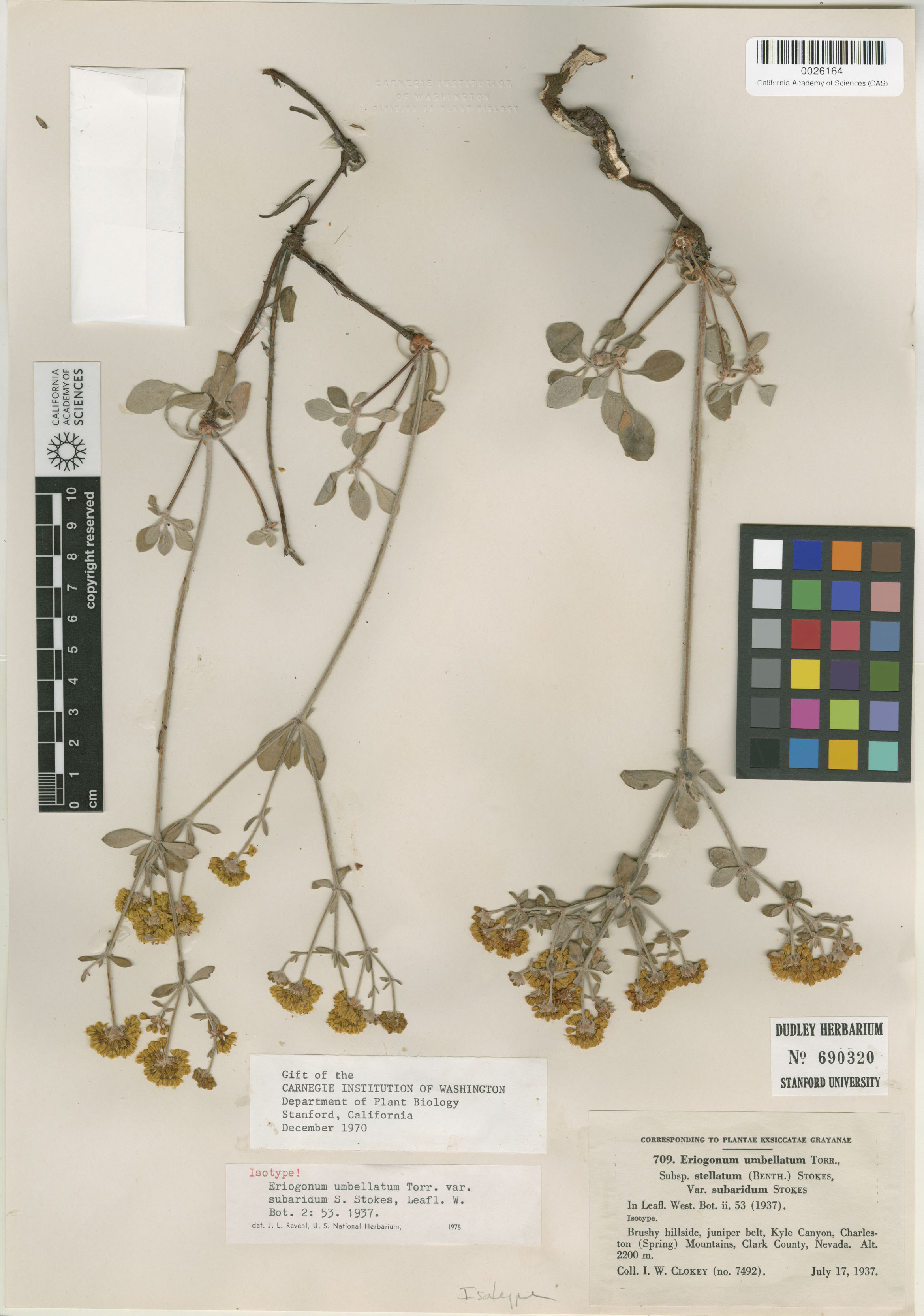 Eriogonum umbellatum var. subaridum image